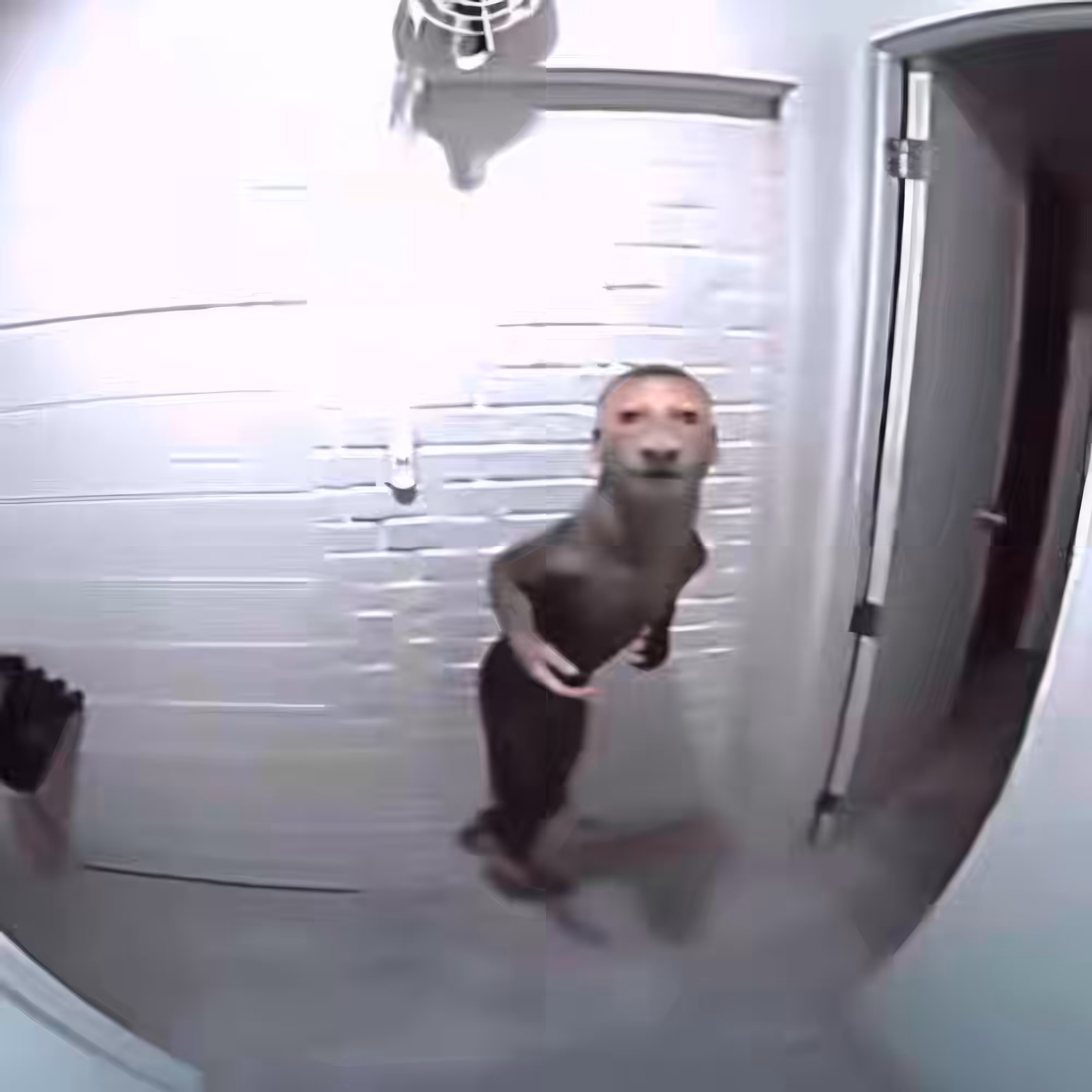 BAD JPEGs: Hallway-Homunculus
