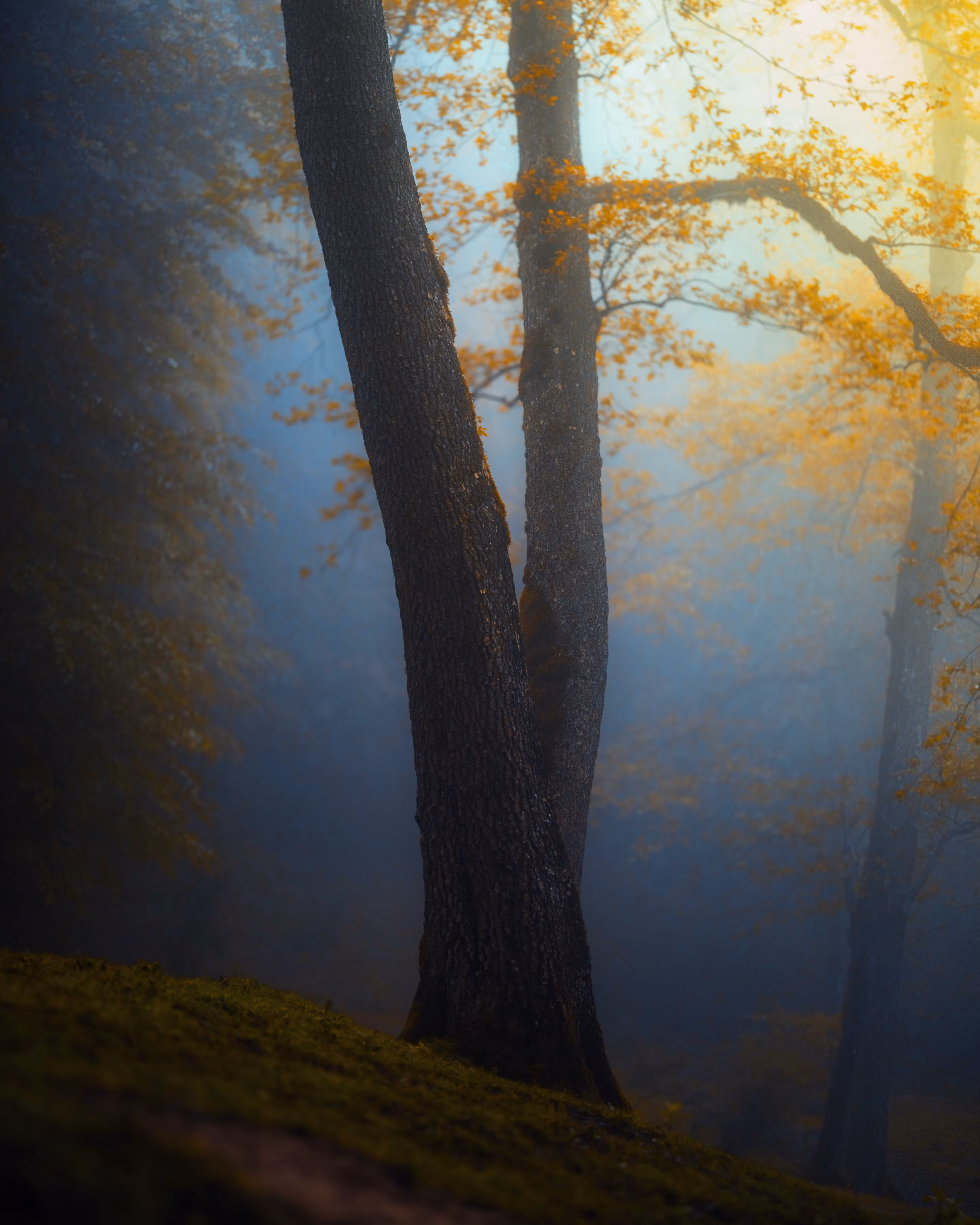 Sunrise in the misty forest 