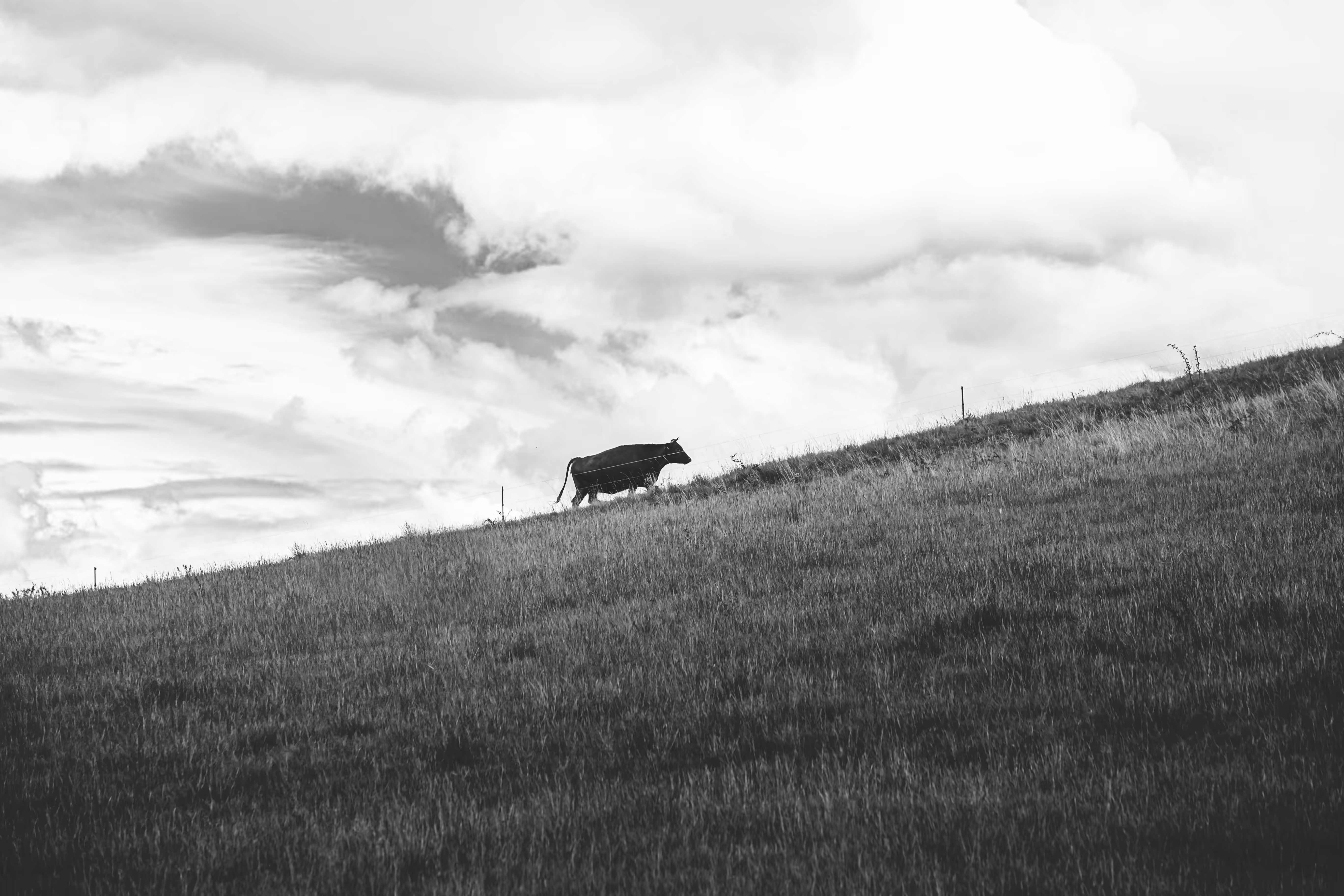 cow.