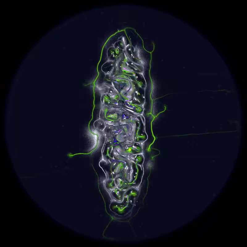 Ethereal Microcosm #147