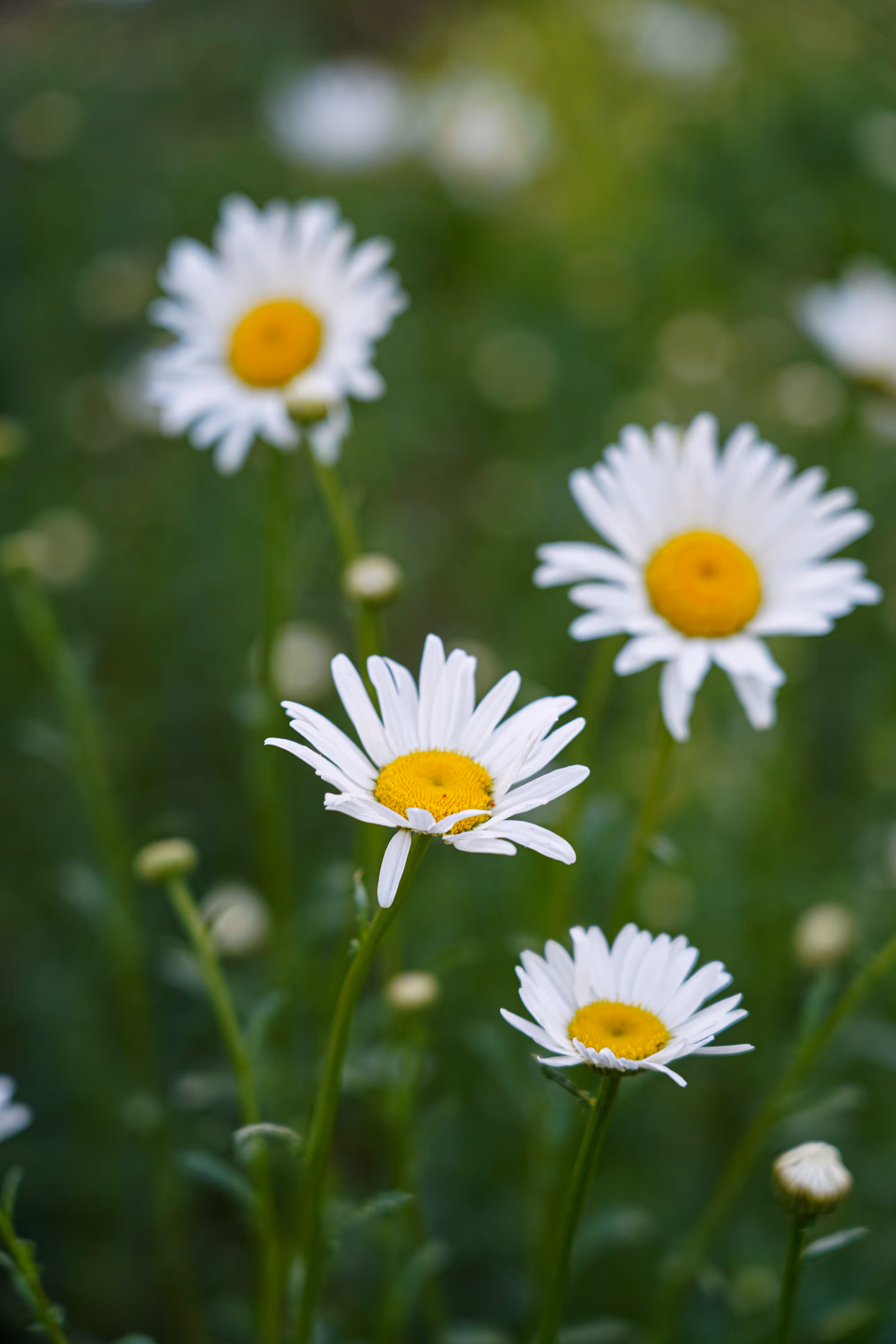 flowers: Light in the Shadow
