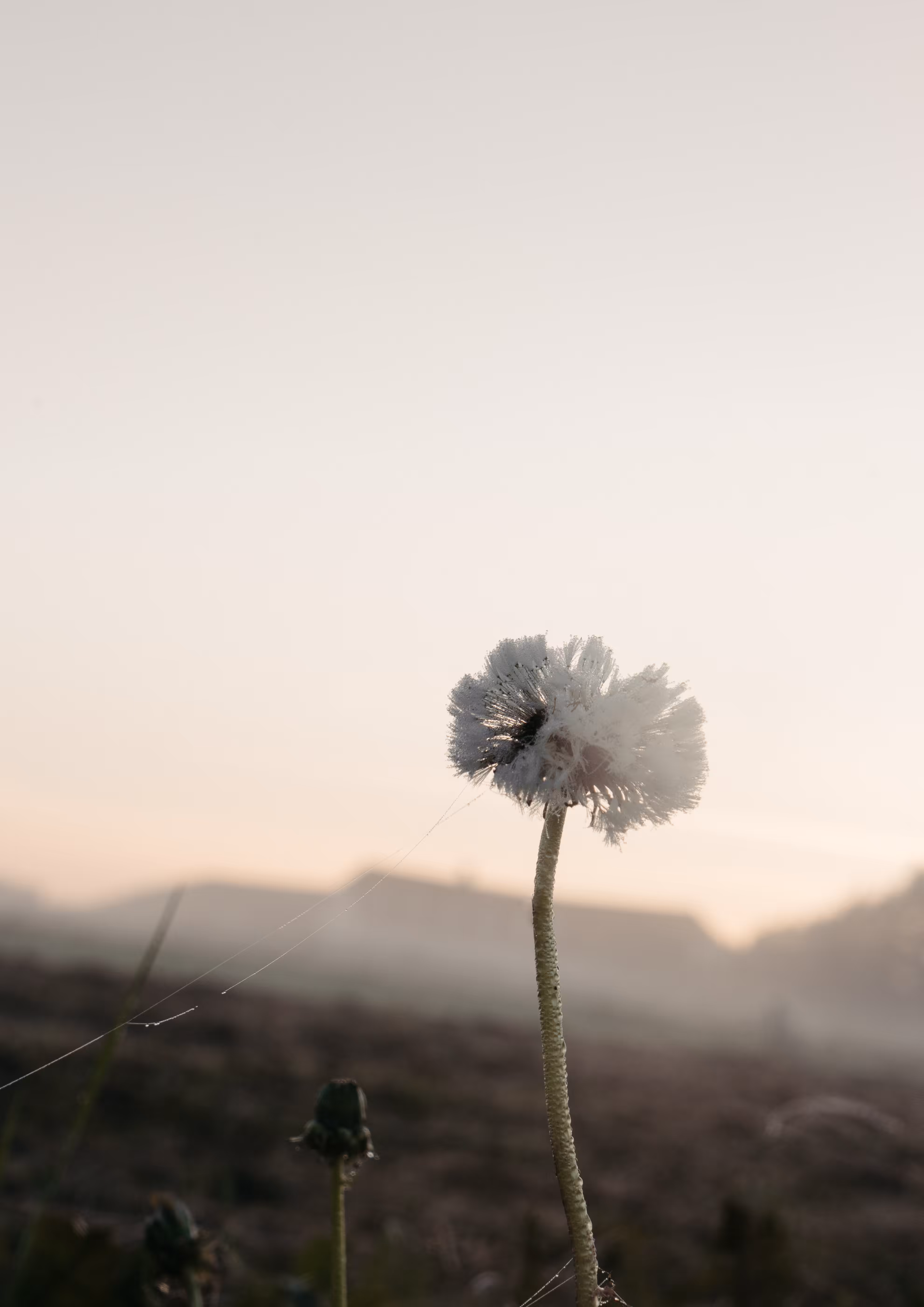 Dandelion