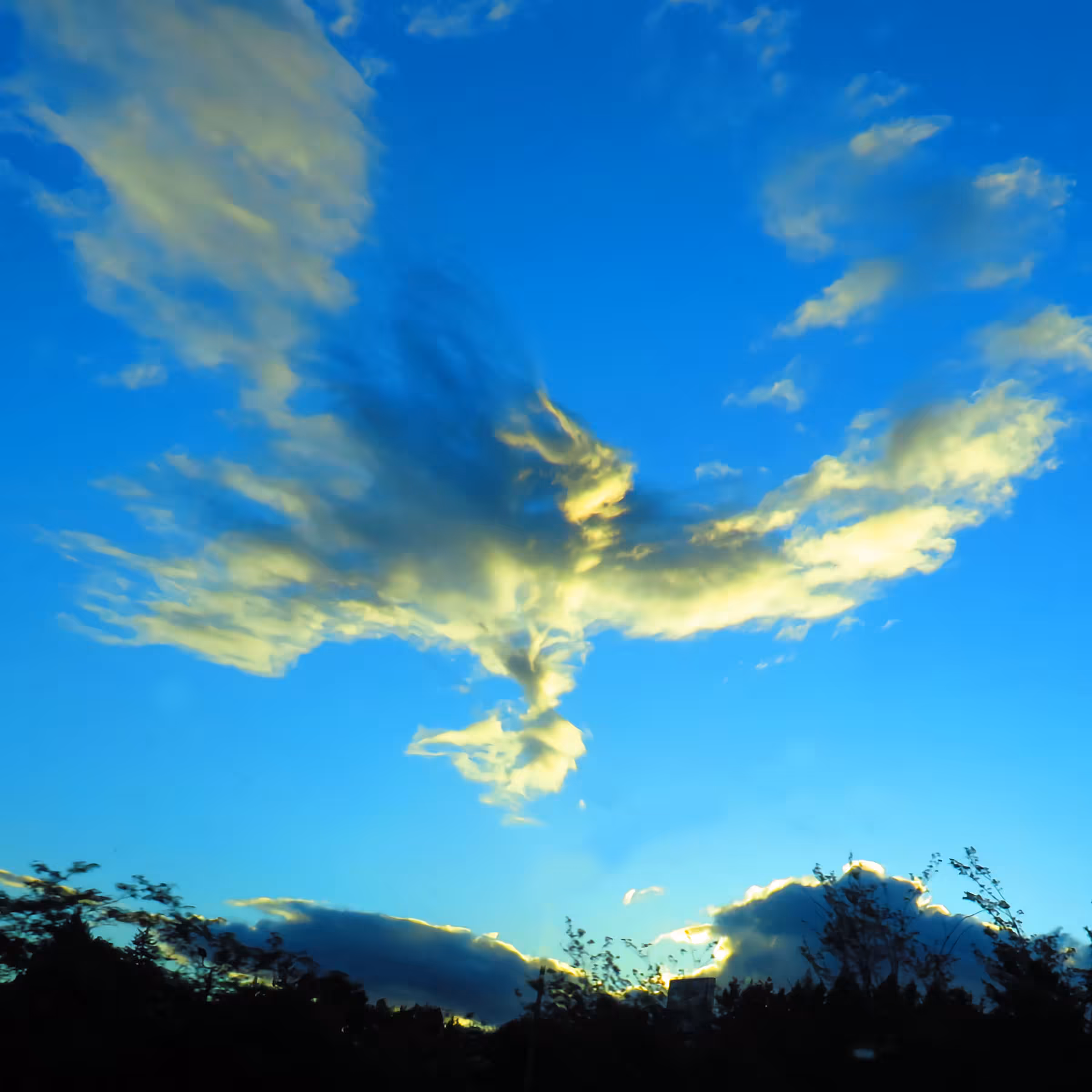 Falling Bird
