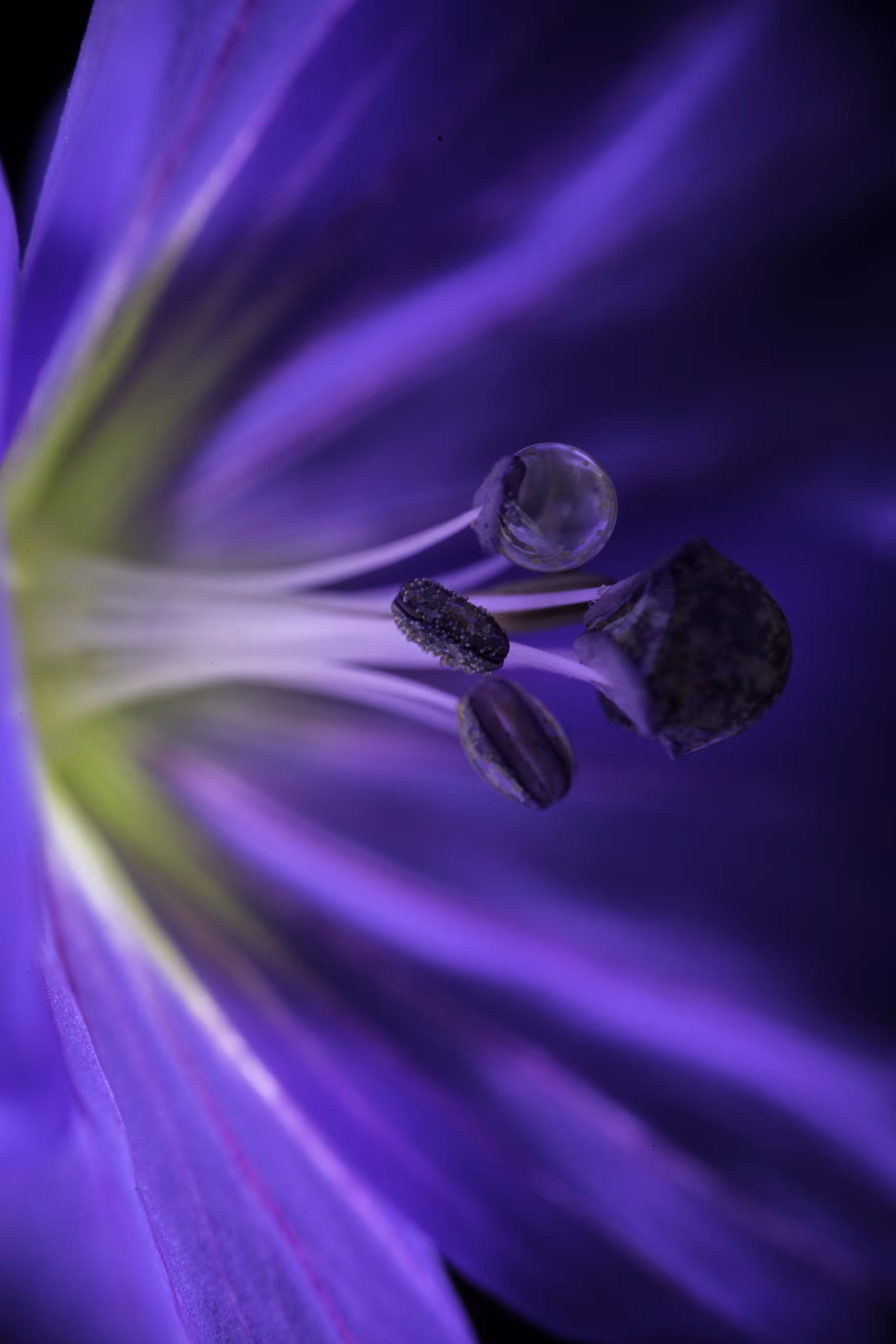 Tanzanite