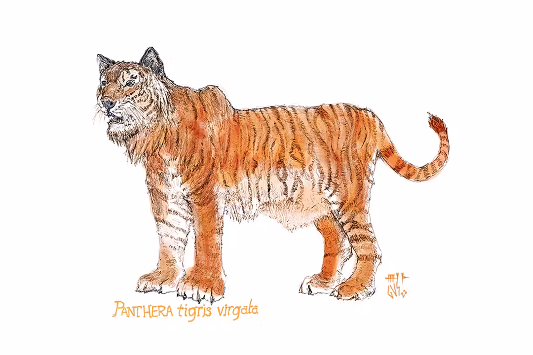 Caspian Tiger