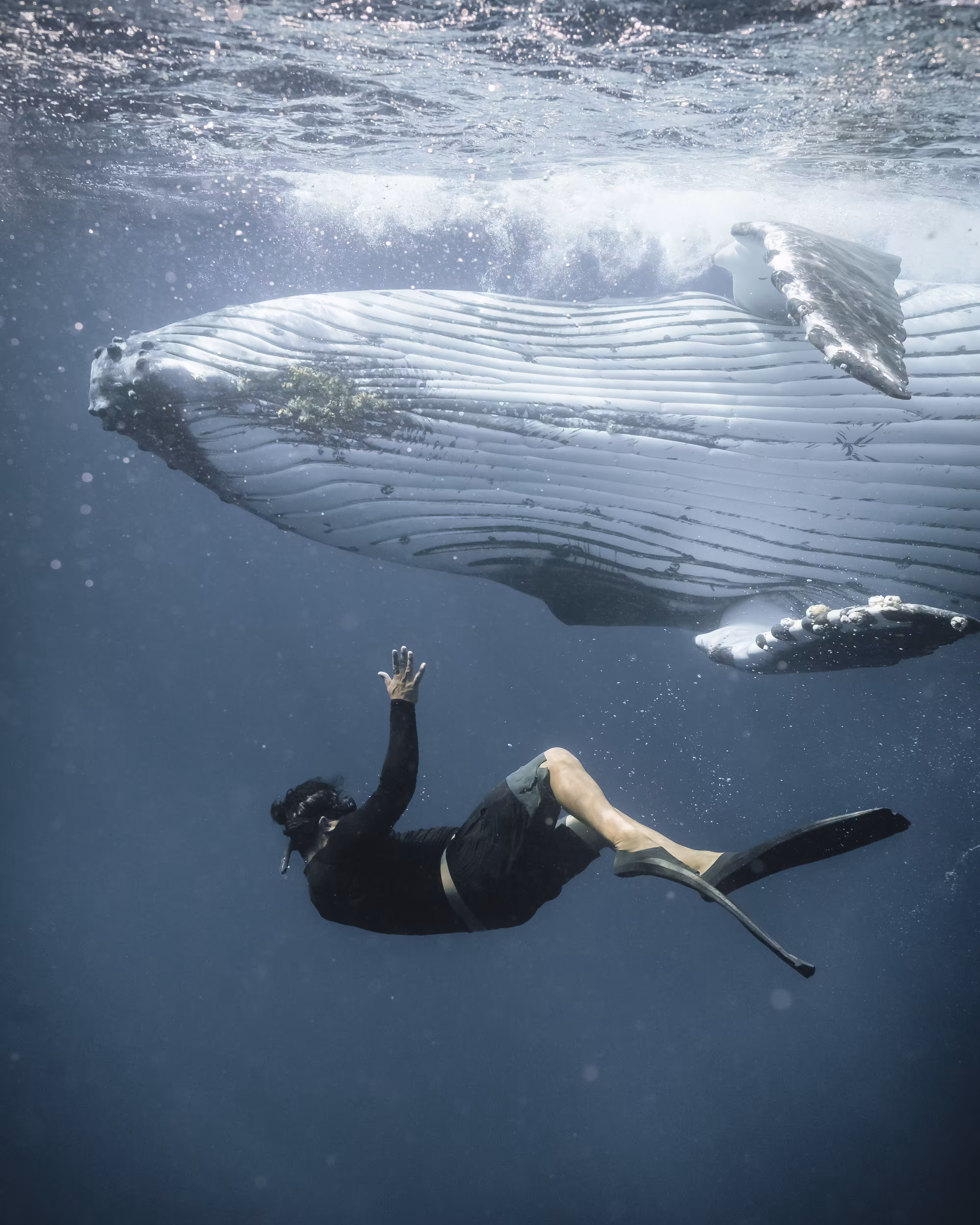Beneath a Tongan Sea #1