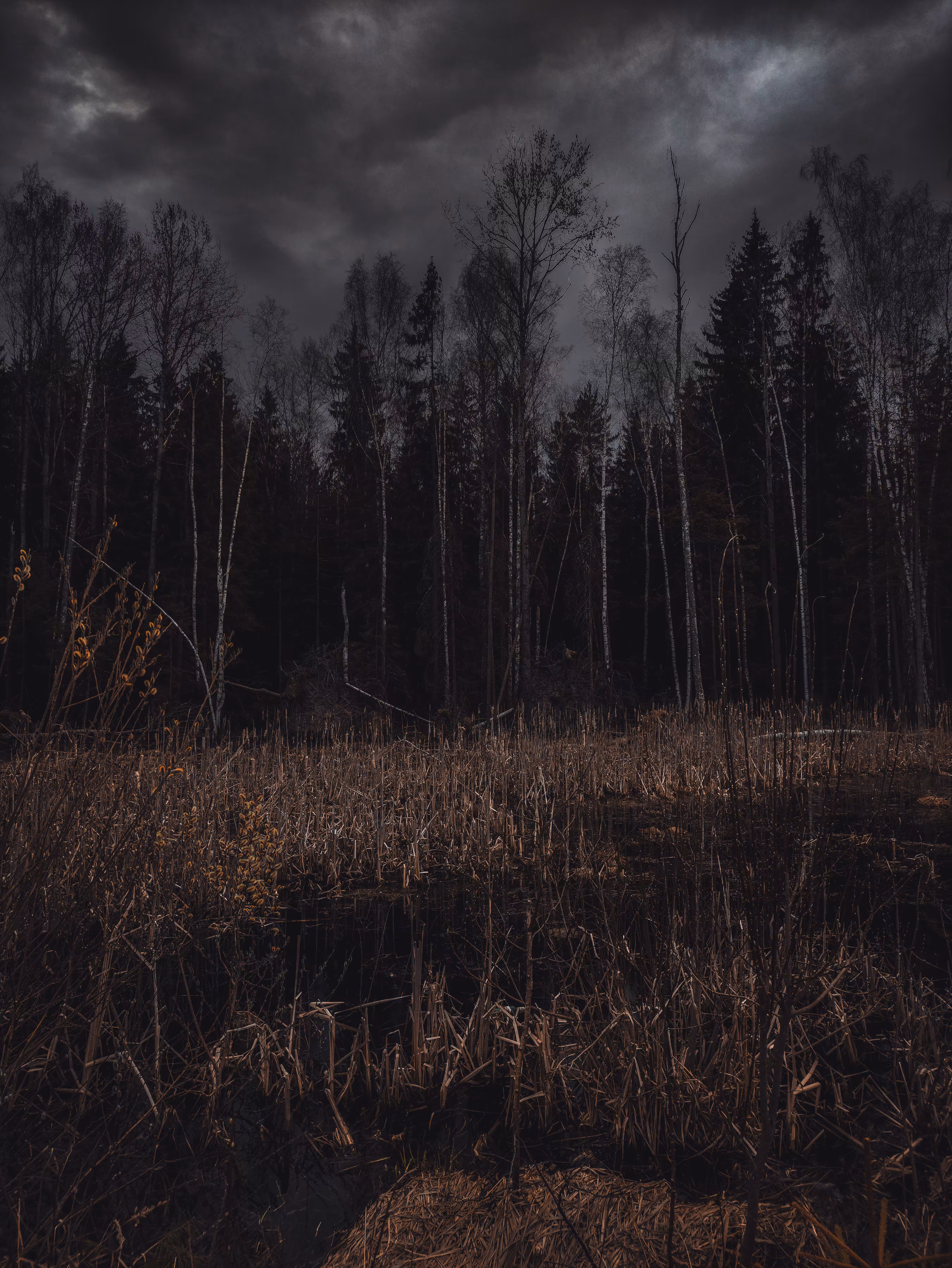 Swamp