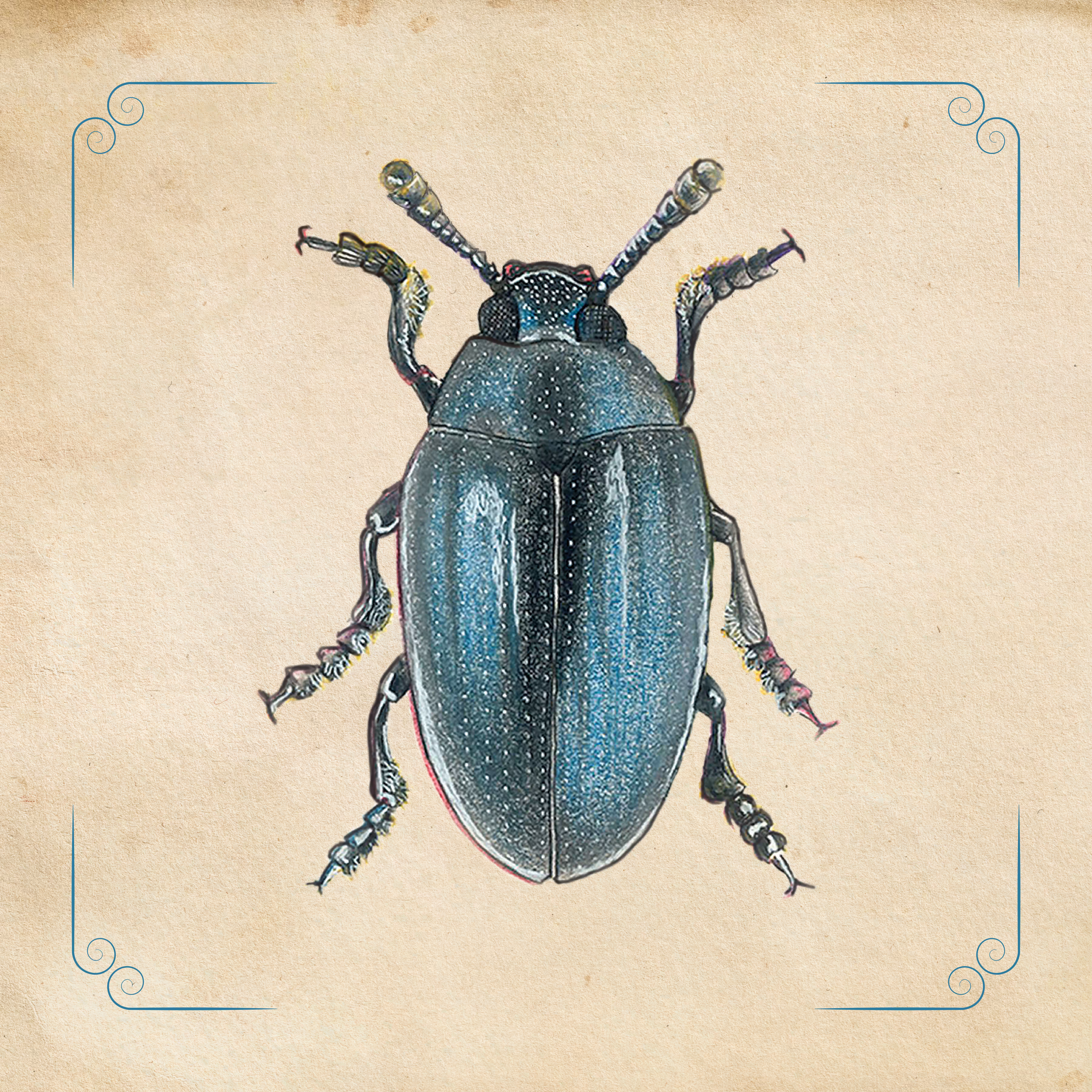 Erotylidae Beetle Family
