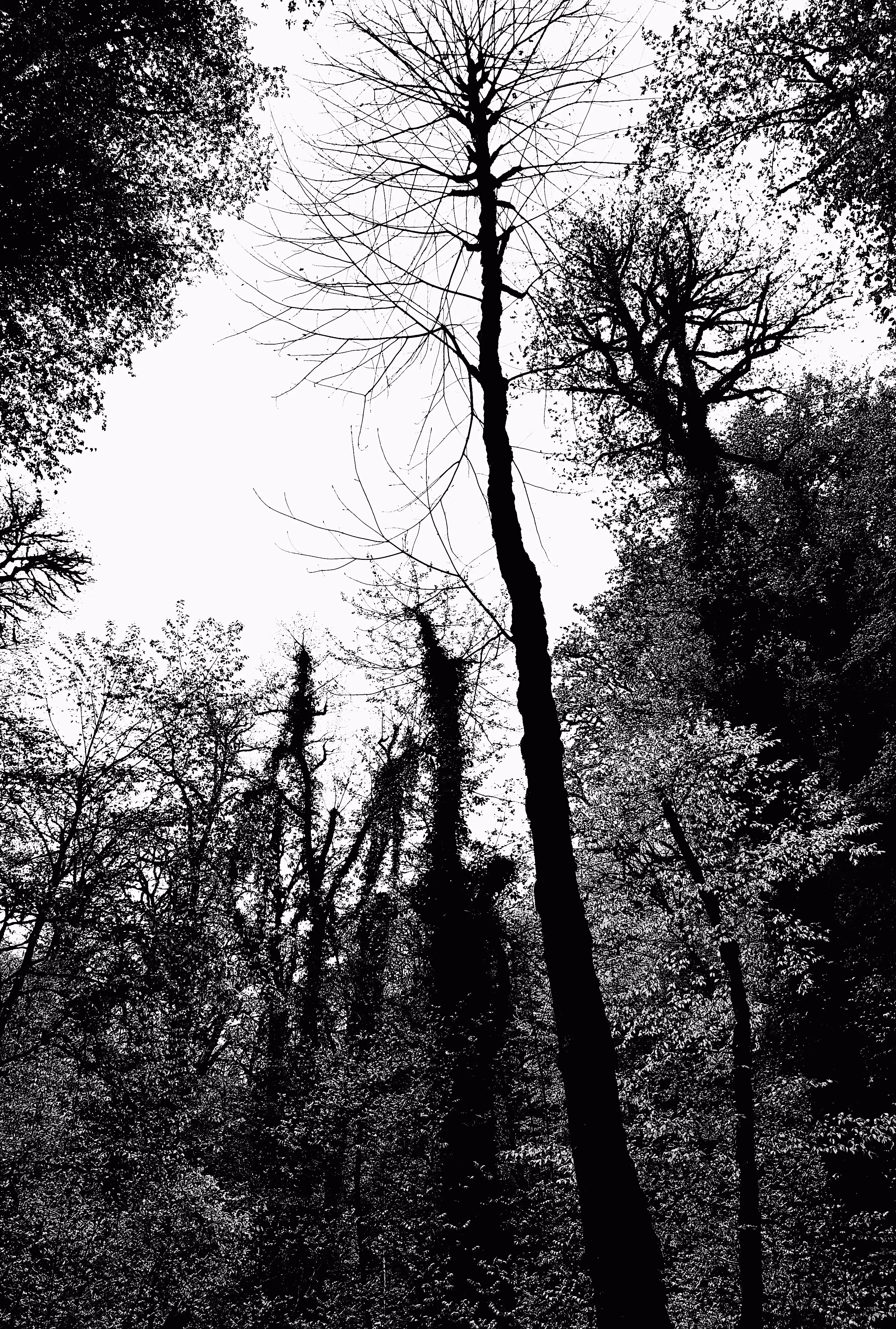 single tree