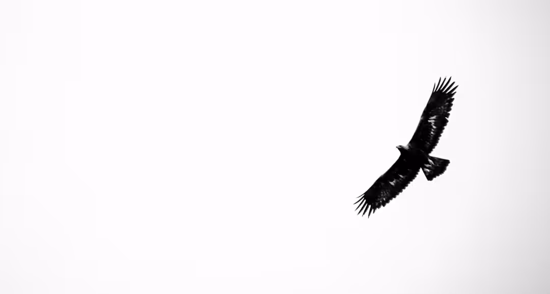 Bird flight 22