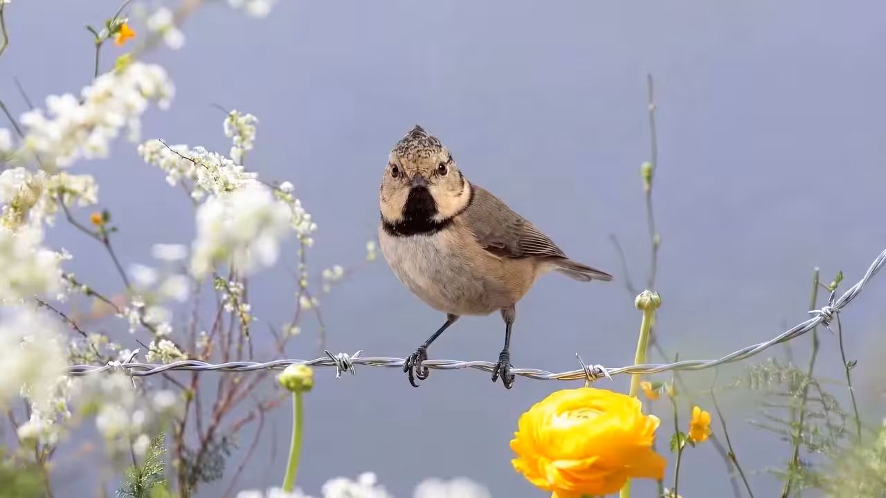 Birds Observations: Waffle, Where Water Meets Sun