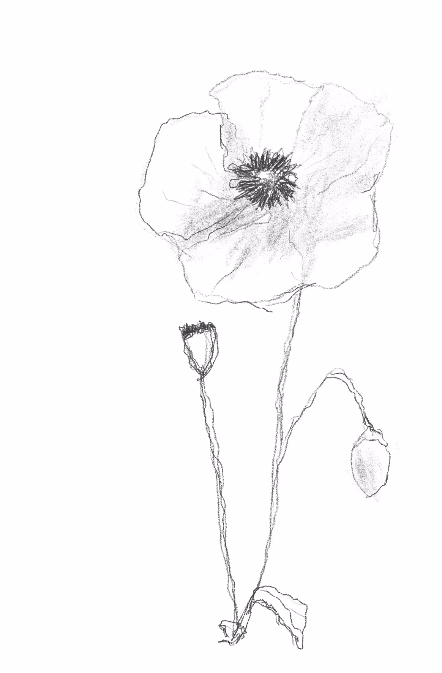 8 a flower