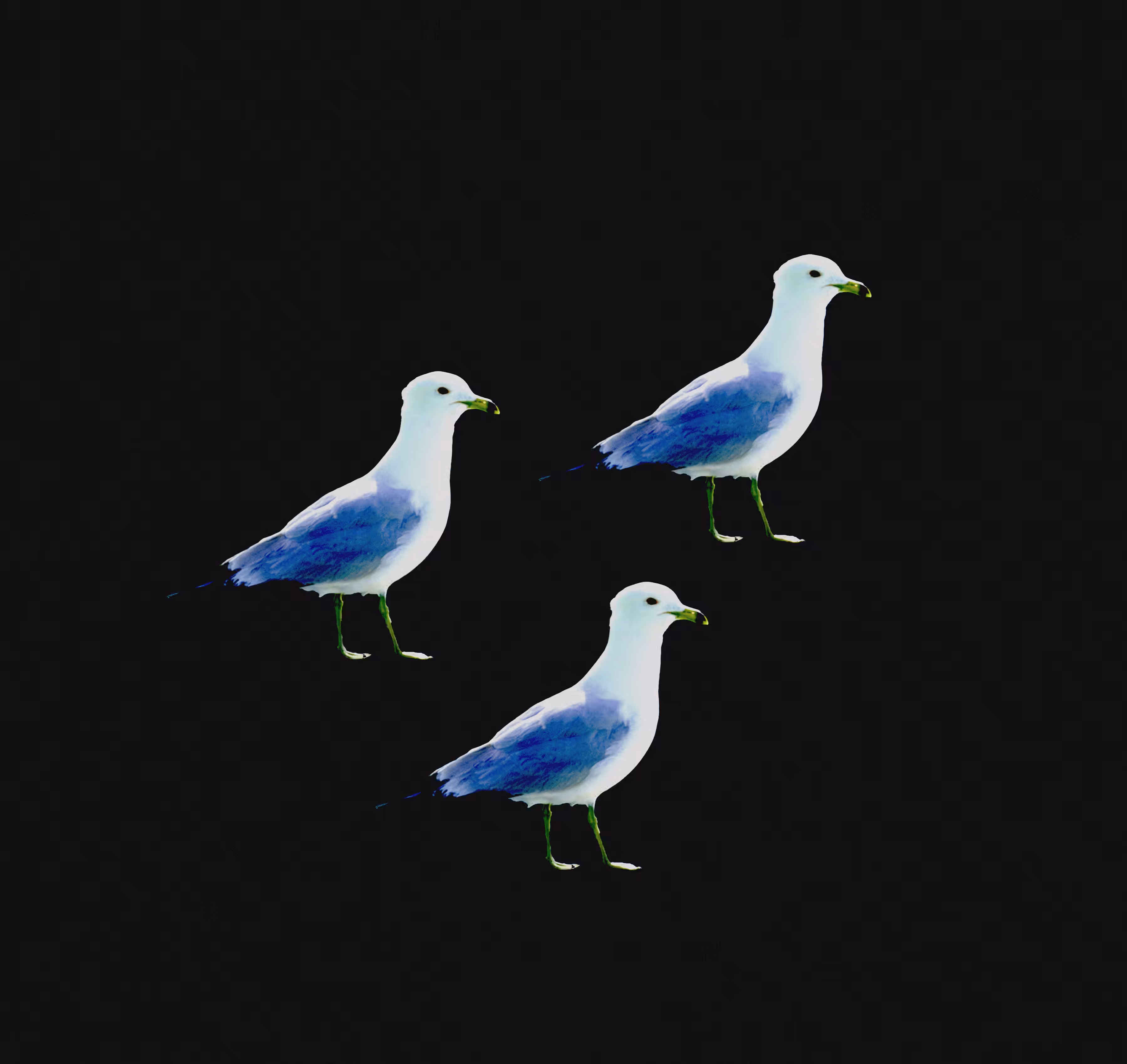 Seaguls