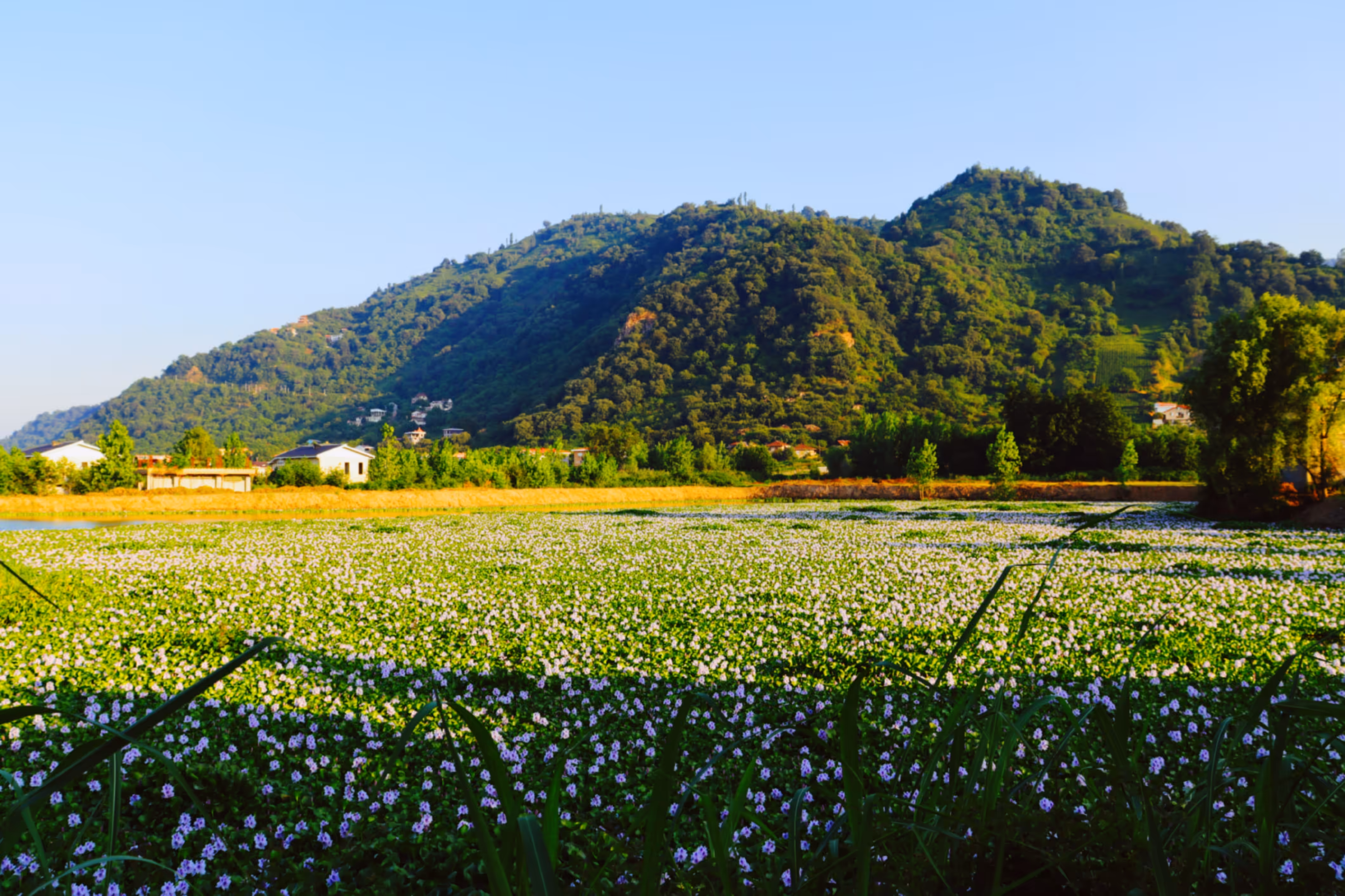 Whispers in Stillness: Symphony of Spring