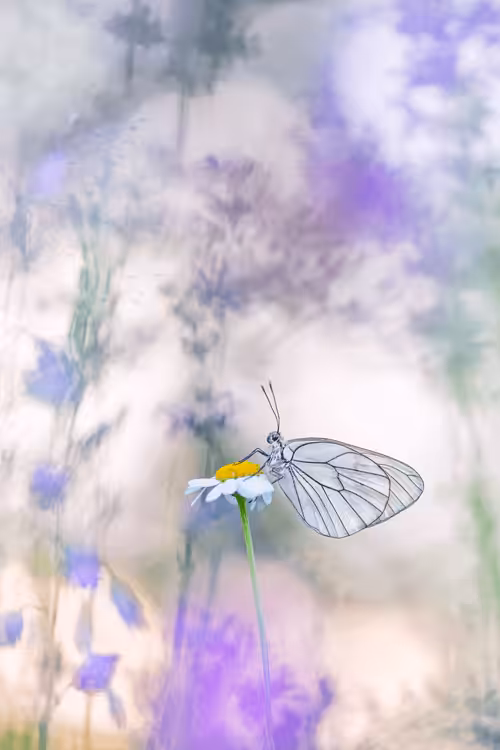 Pastel Evening