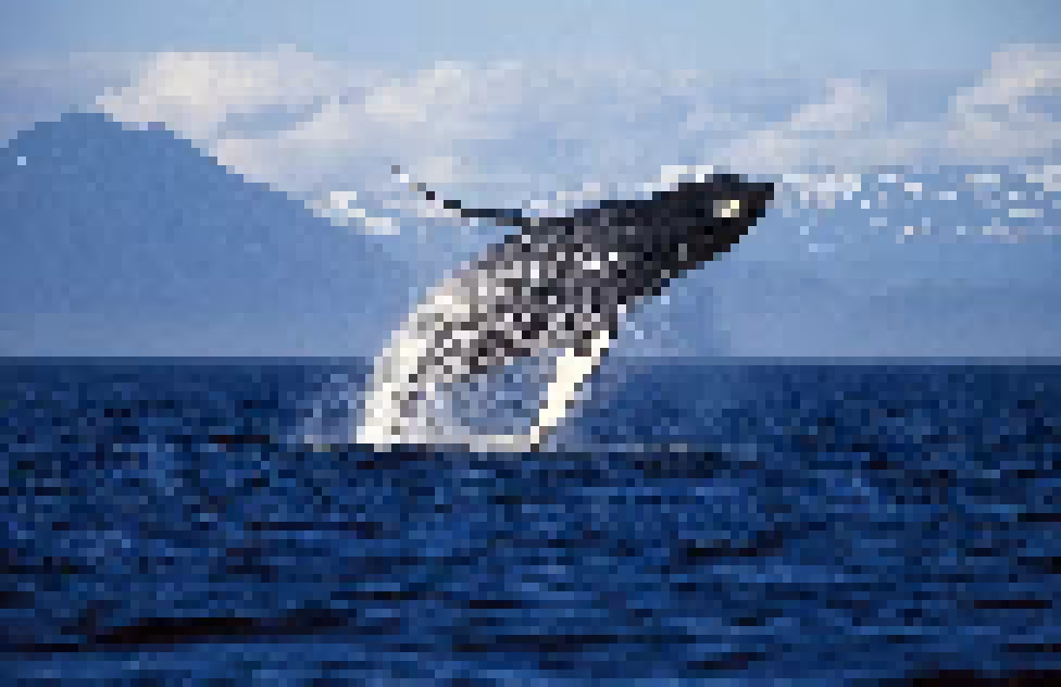 Whale jump!