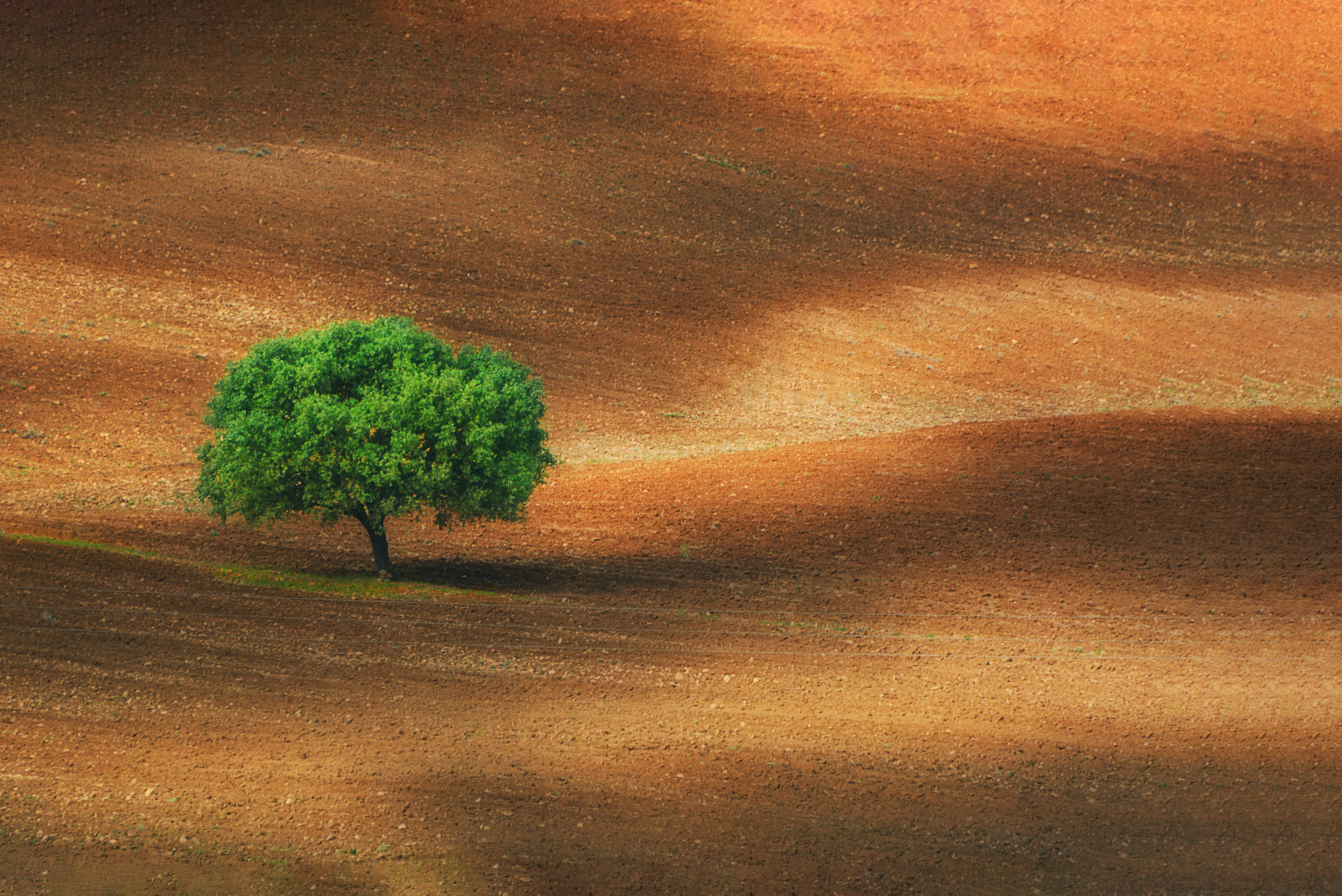 A lonely tree in the desert