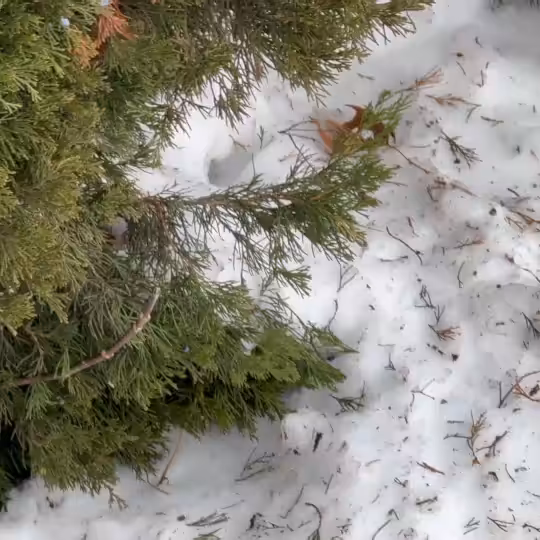 Northern Drip #3