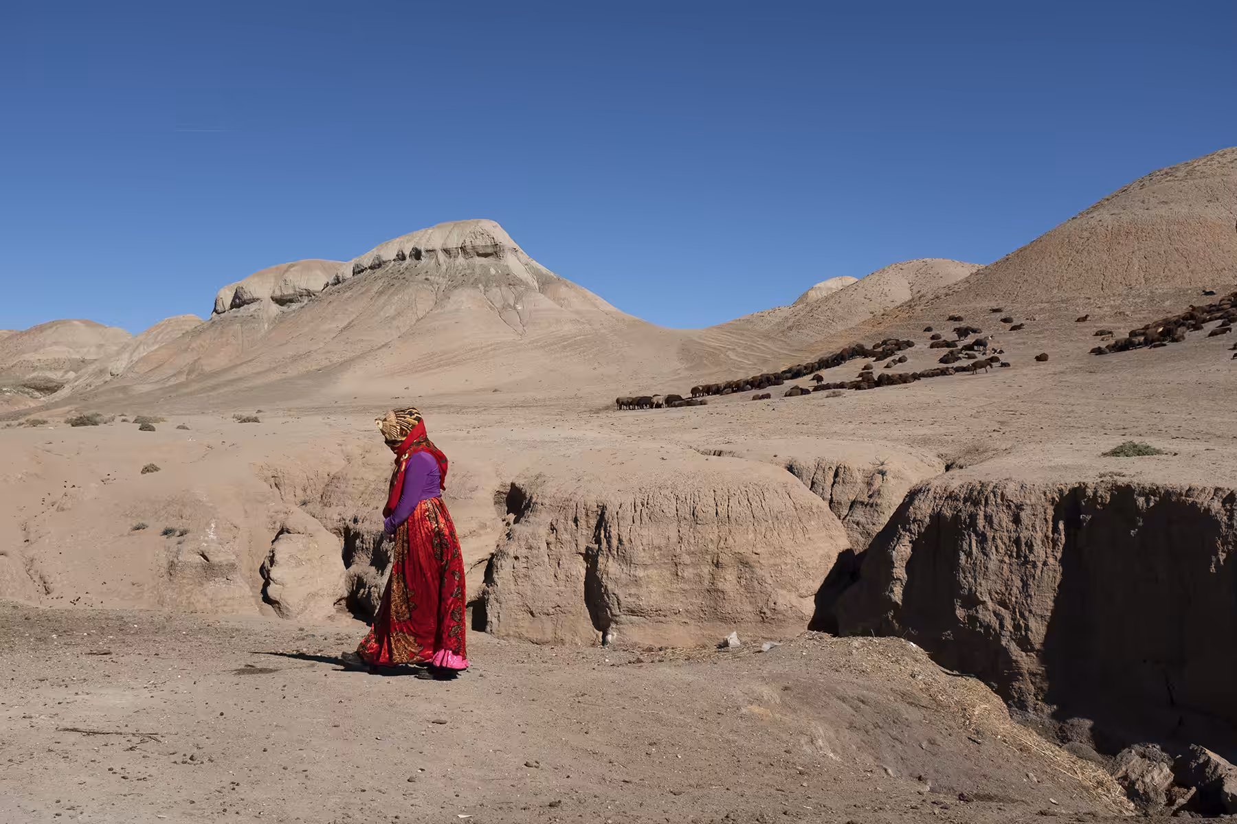  colorful life behind the waterless desert