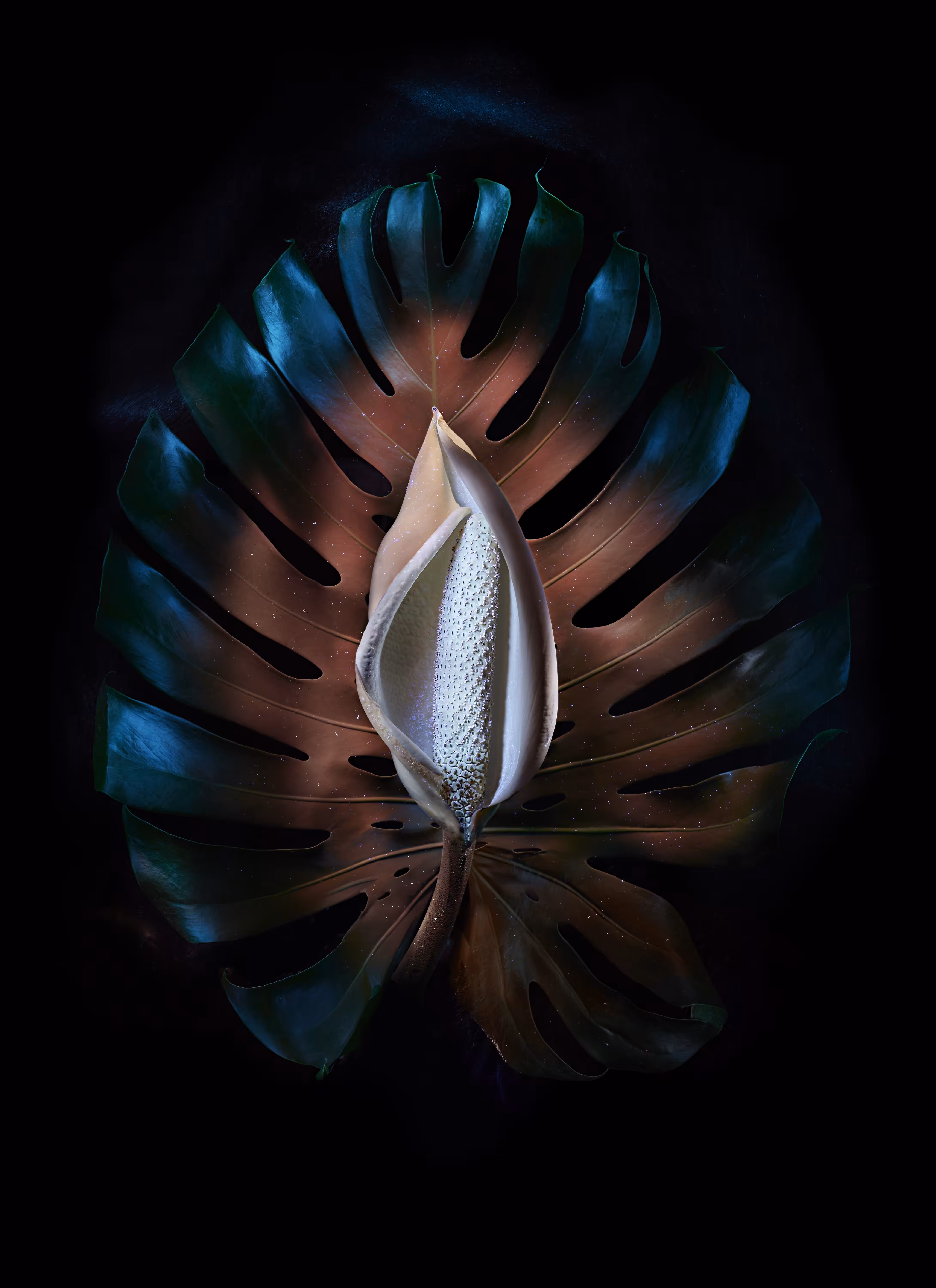Flora Amazónes