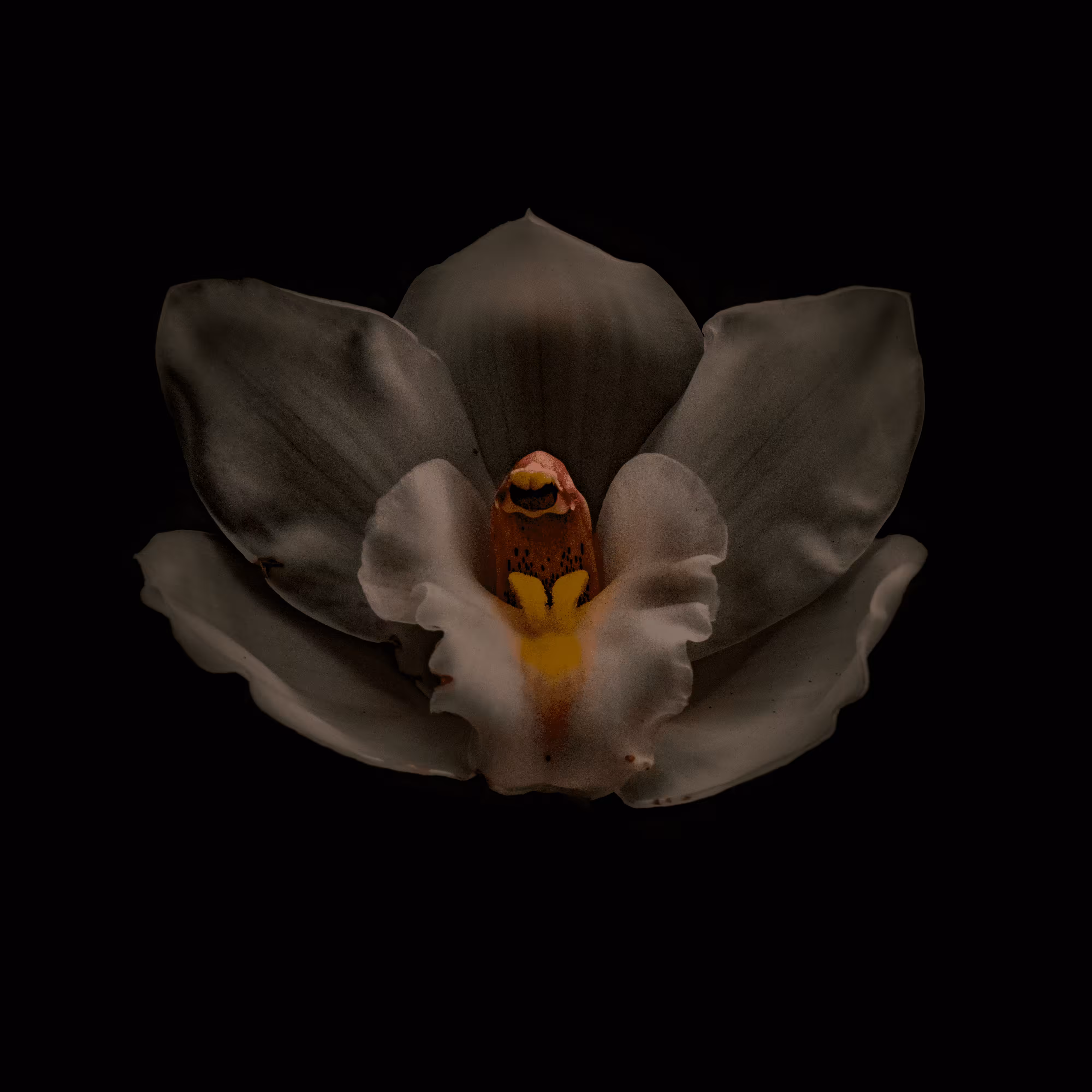 Belial #2