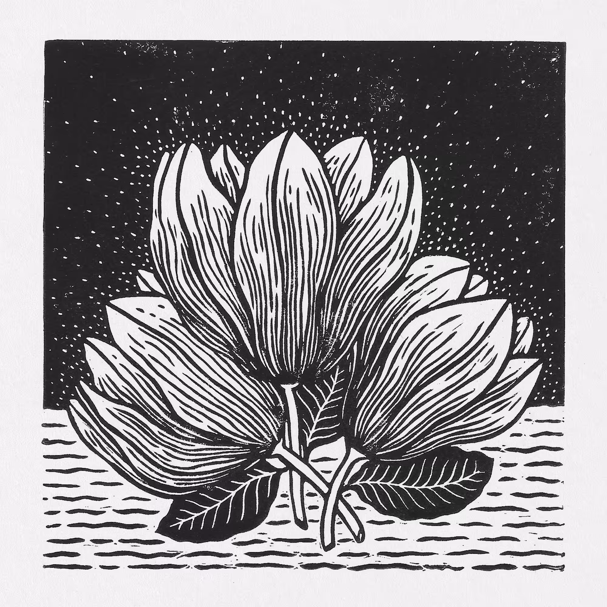 Magnolia