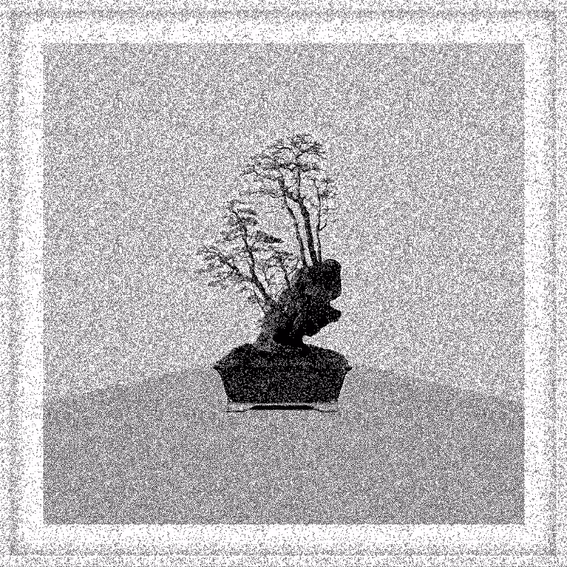 Bonsai Bonanza #763