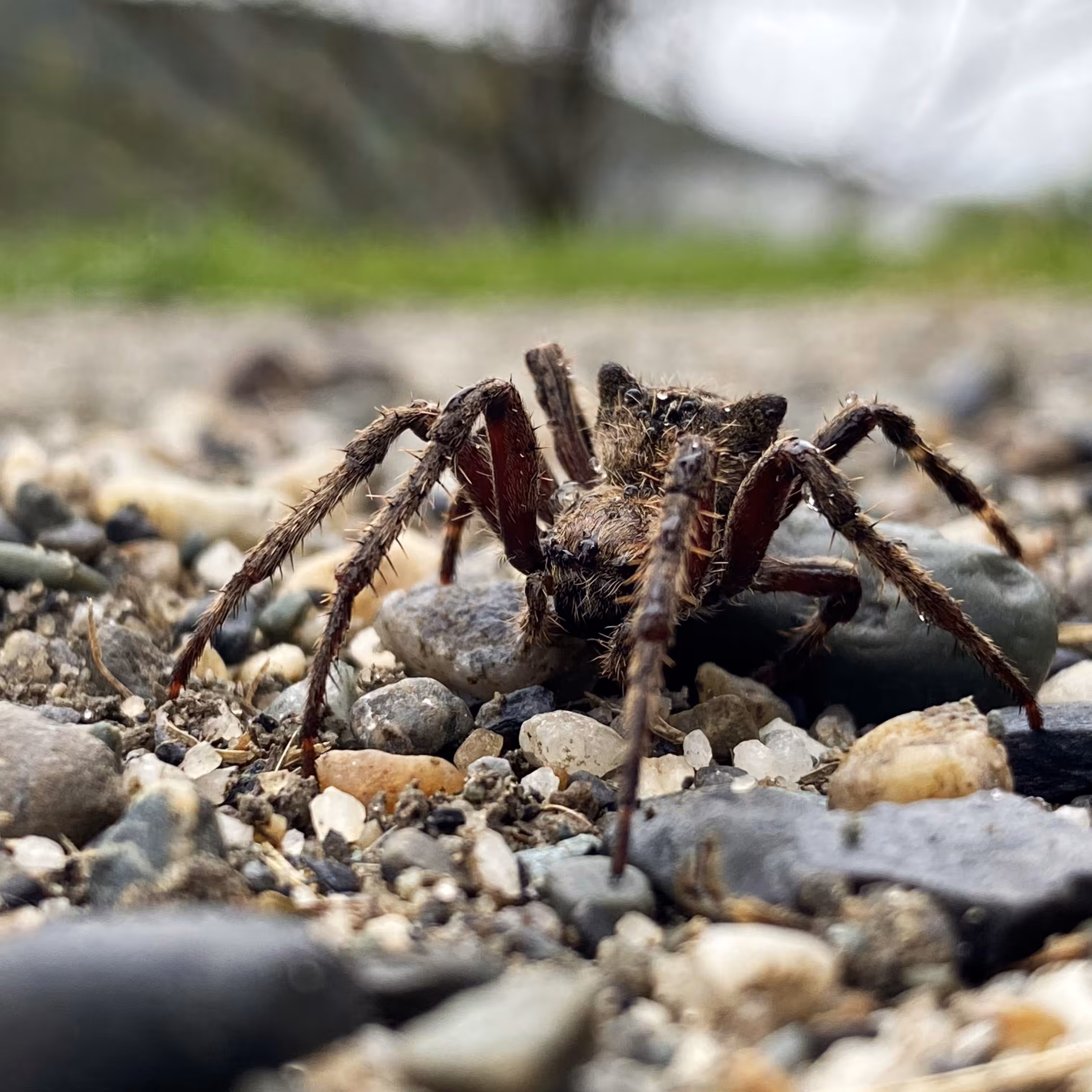 Araneus saevus