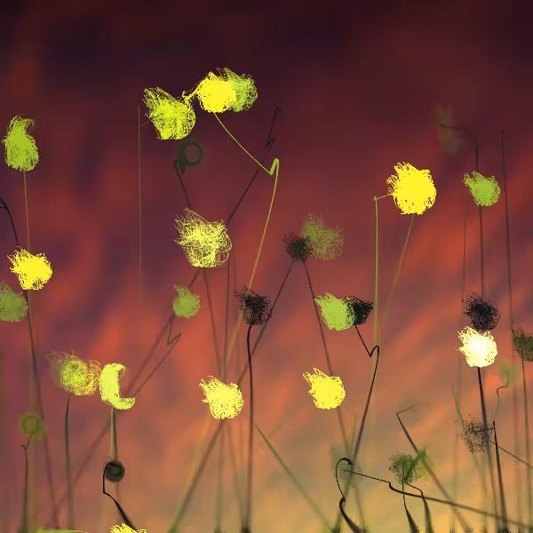 Cottongrass #1