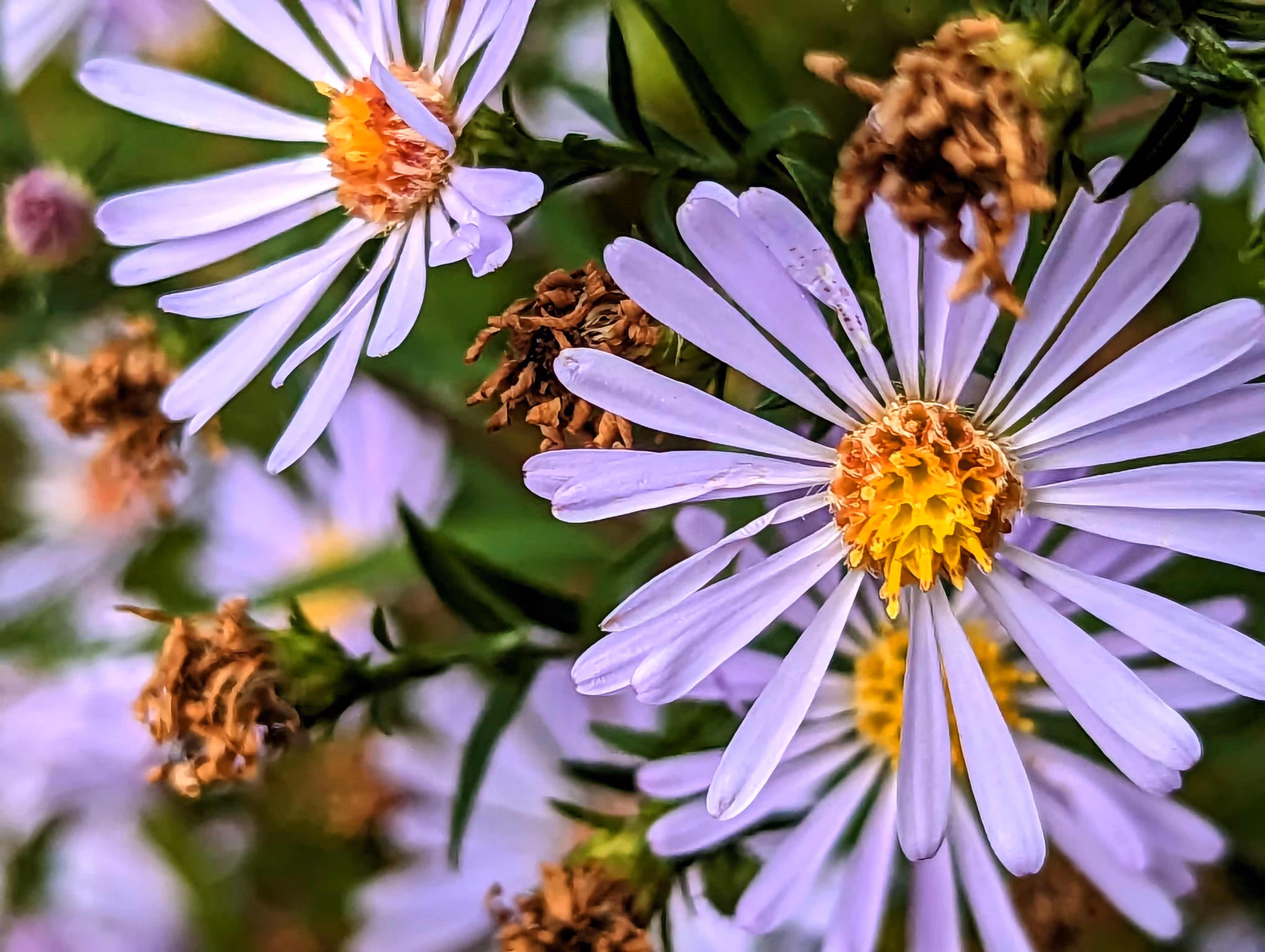 Luke_0x1 Photography : Autumn daisy