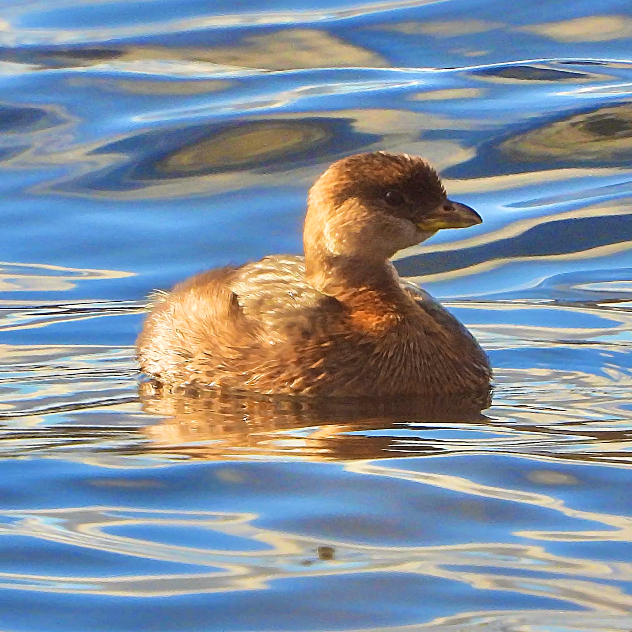 Grebe on the Water