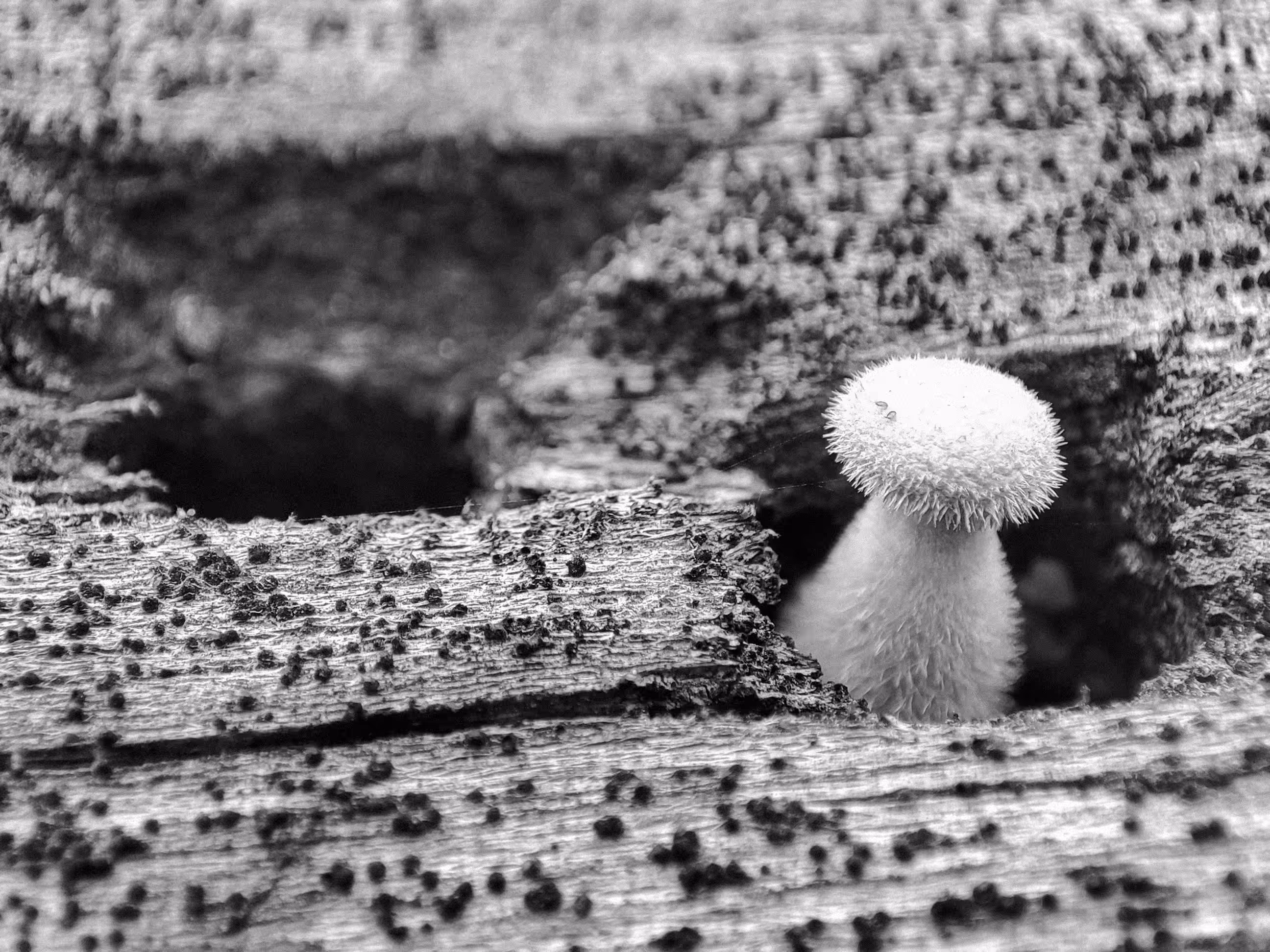 Little Fungi