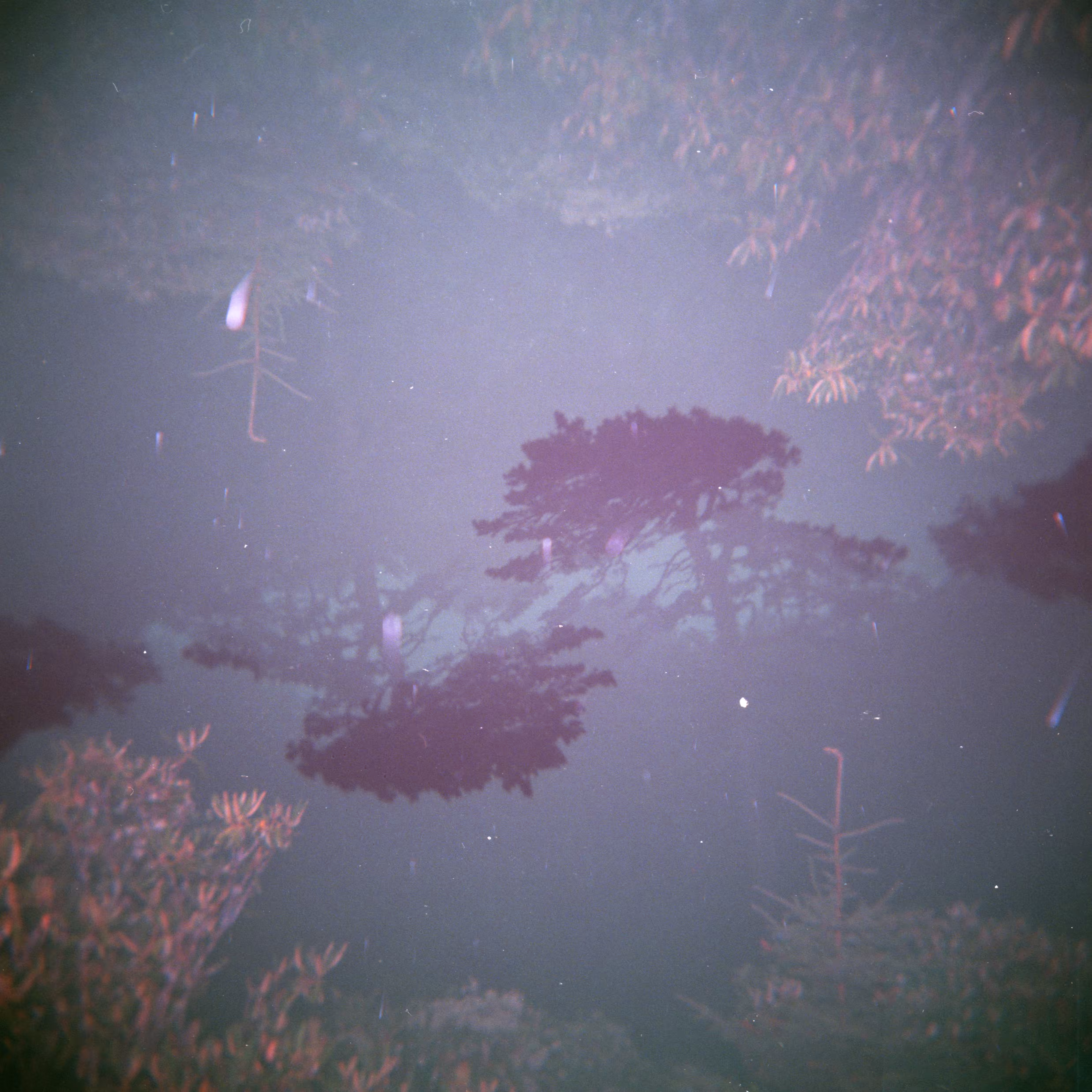 Shot on Holga #12: Illusions in the Fog
