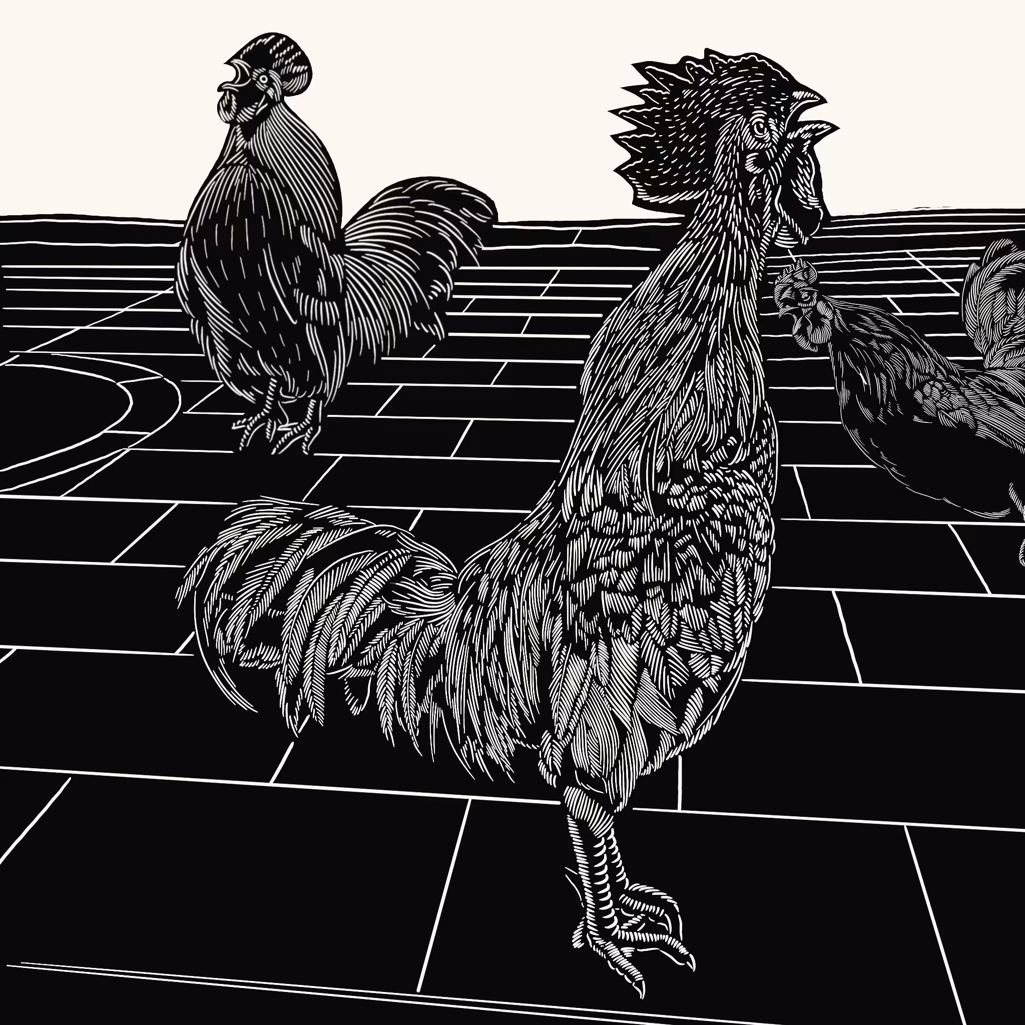 The roosters are looking for a H=N