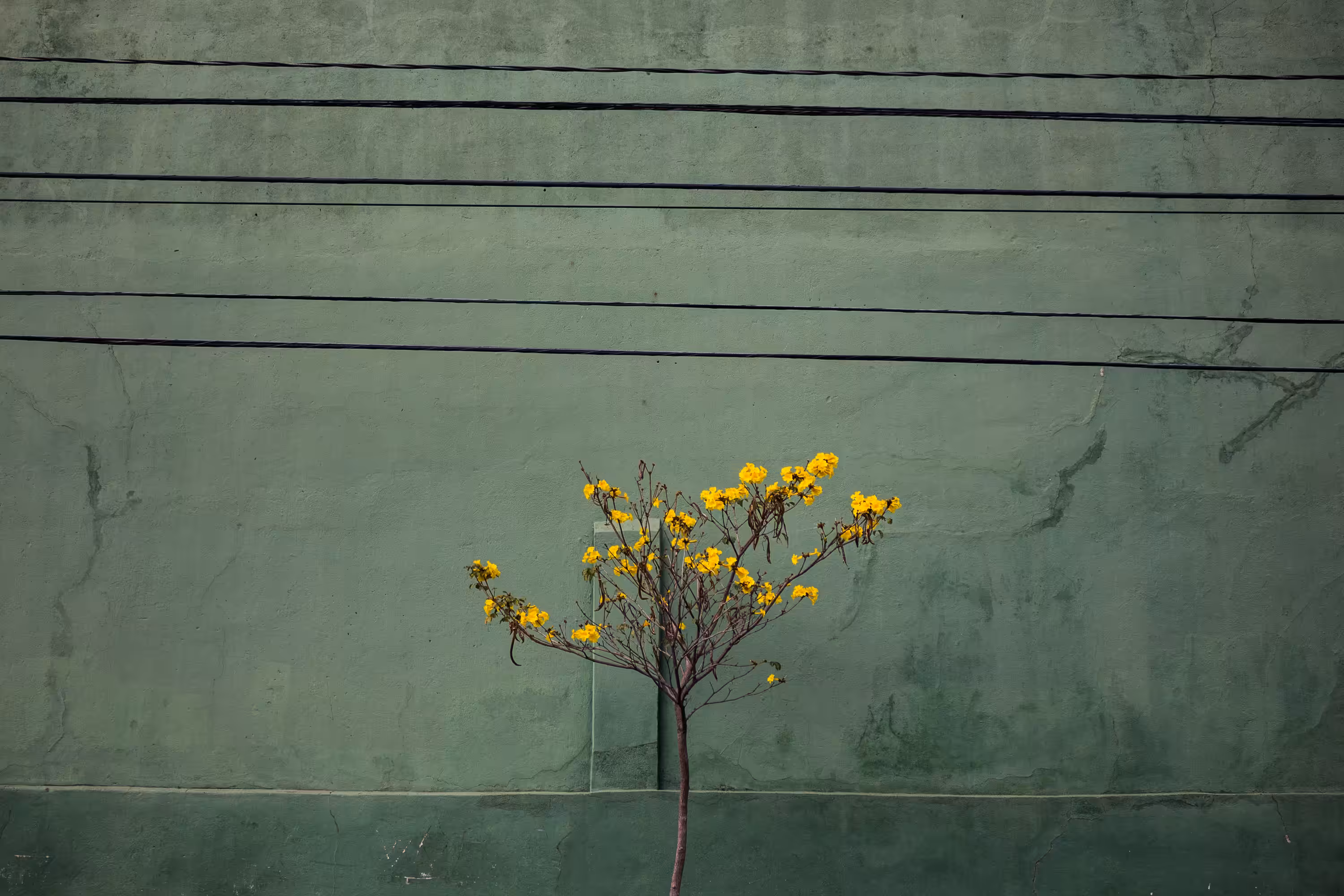 losttree #1