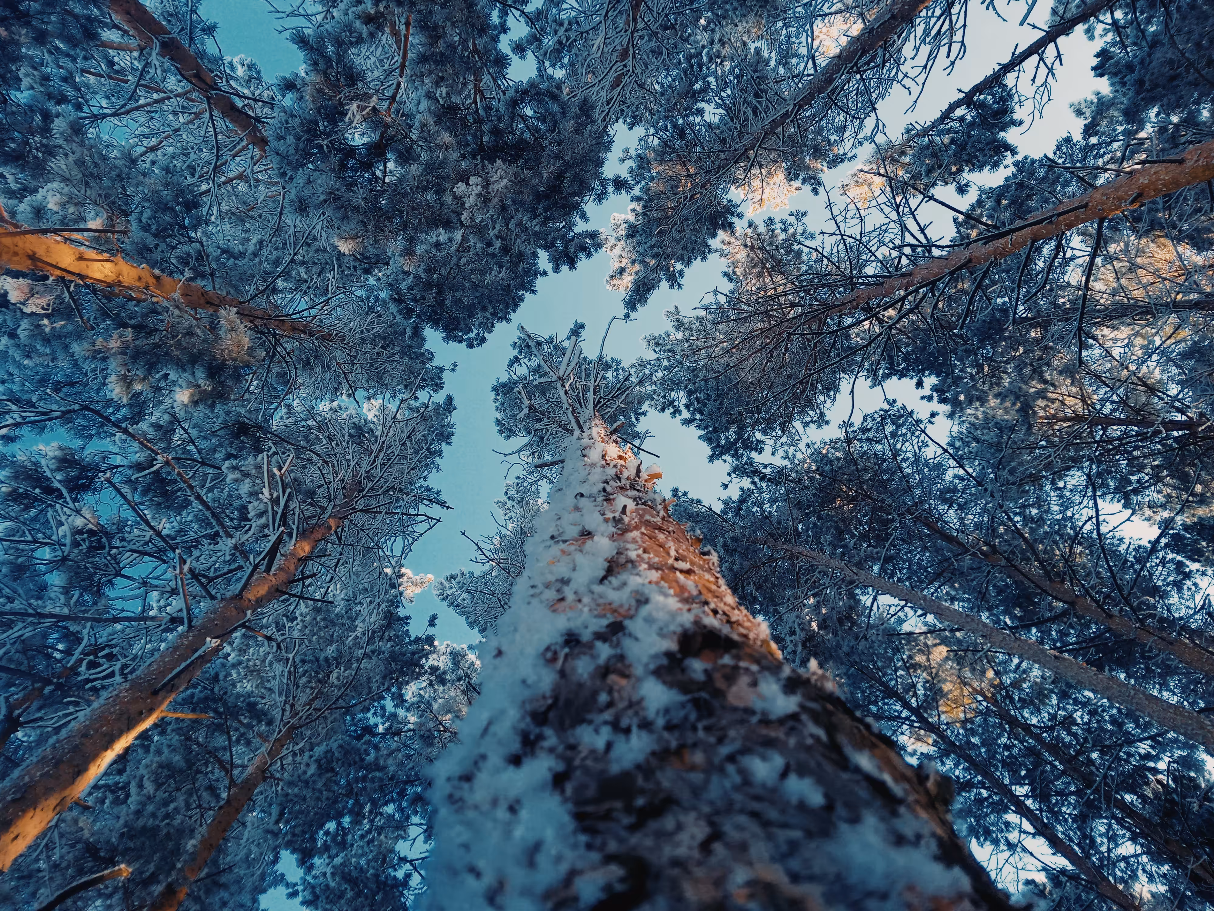 Pine giants