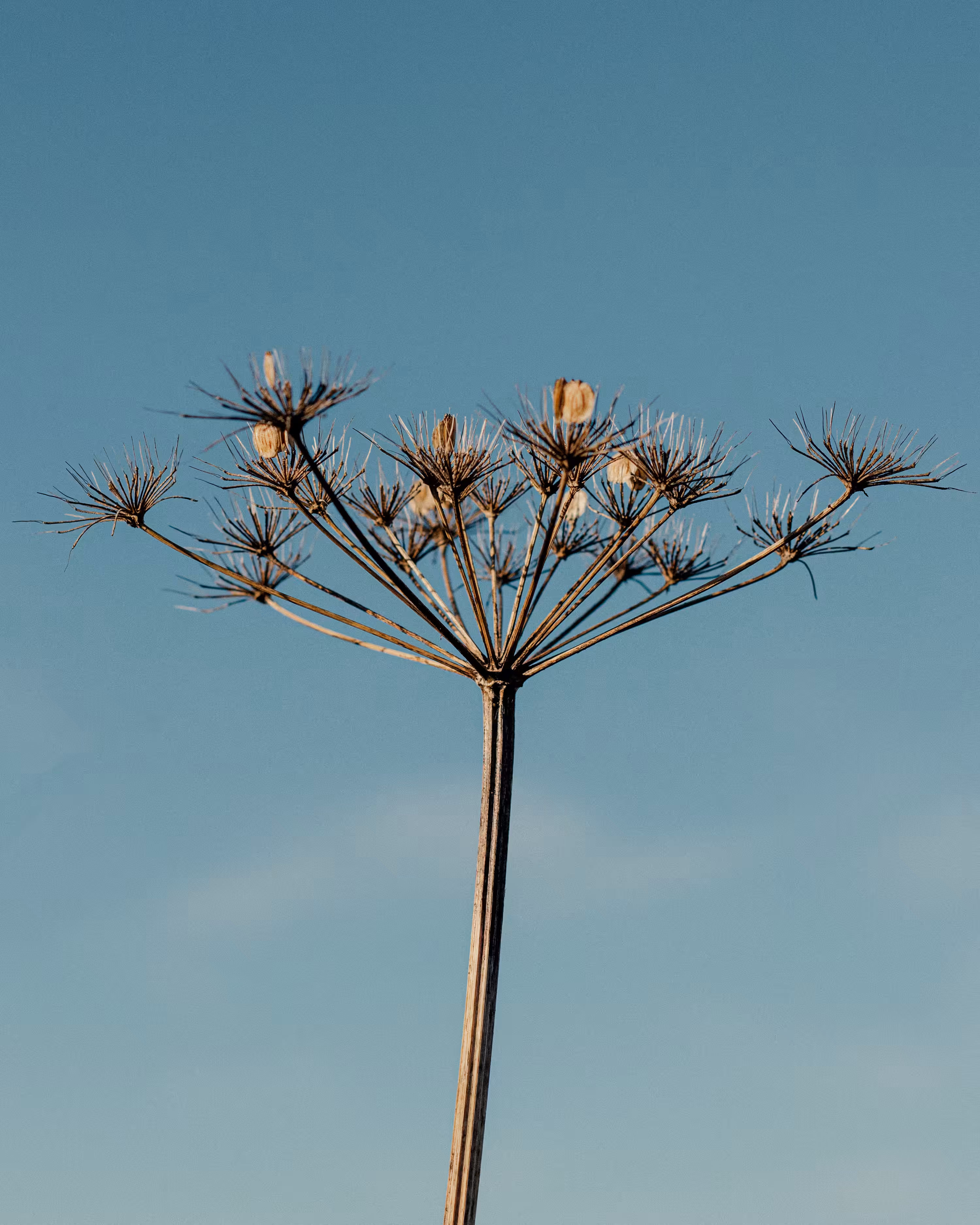 Winter Flowers #8
