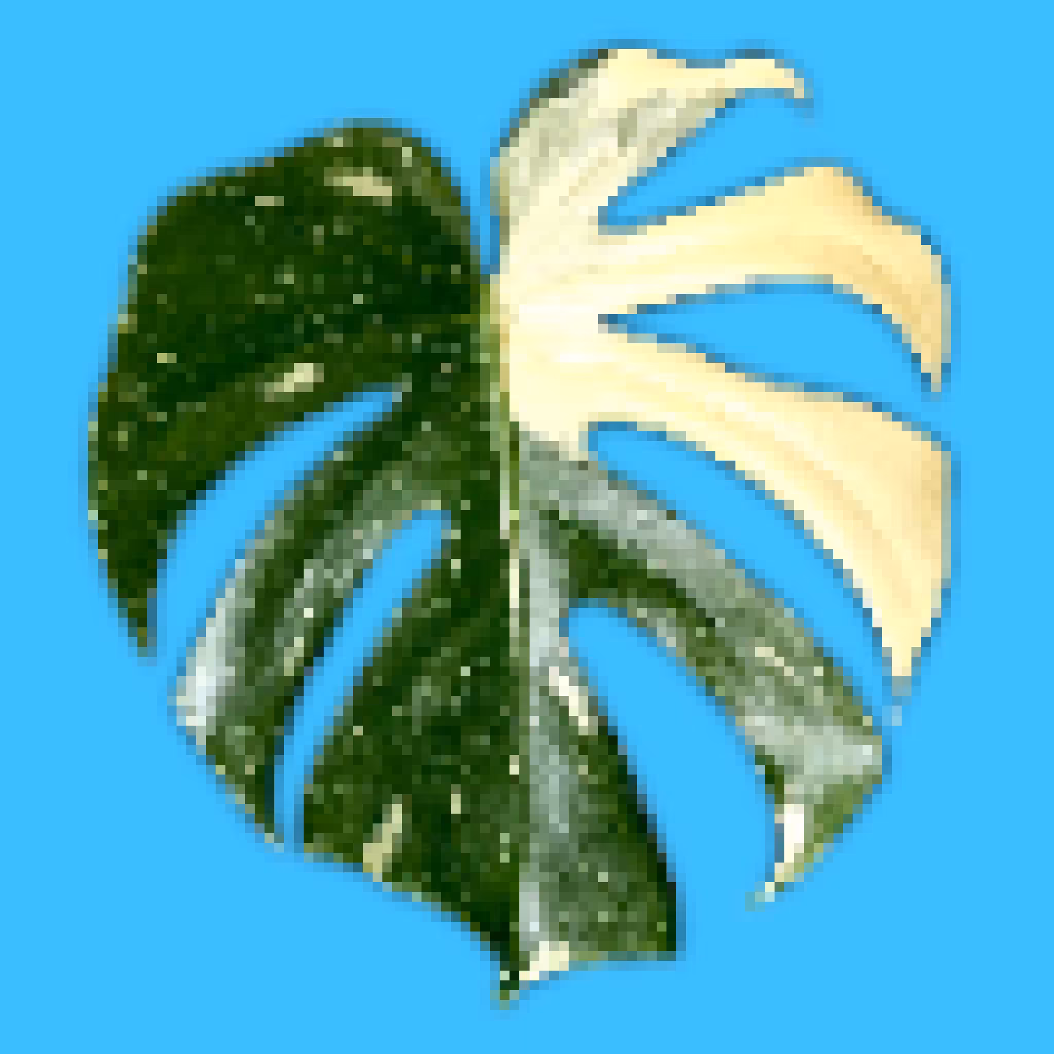 #8 / Monstera Thai Constellation
