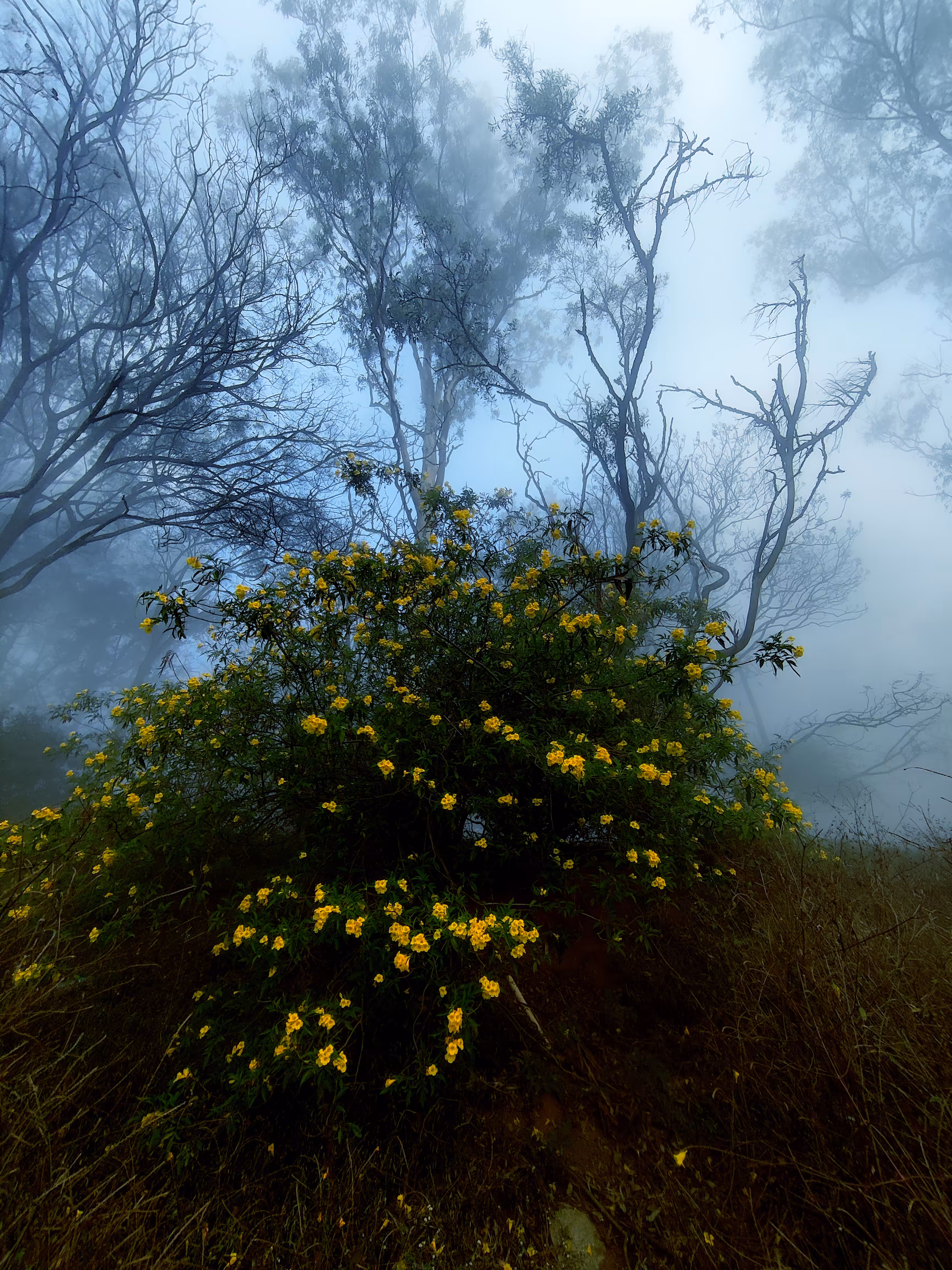 Misty Blooms