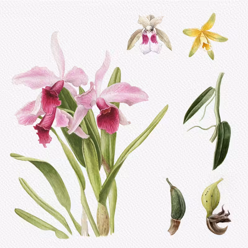 Botanical Illustration - Orchids 1 #100