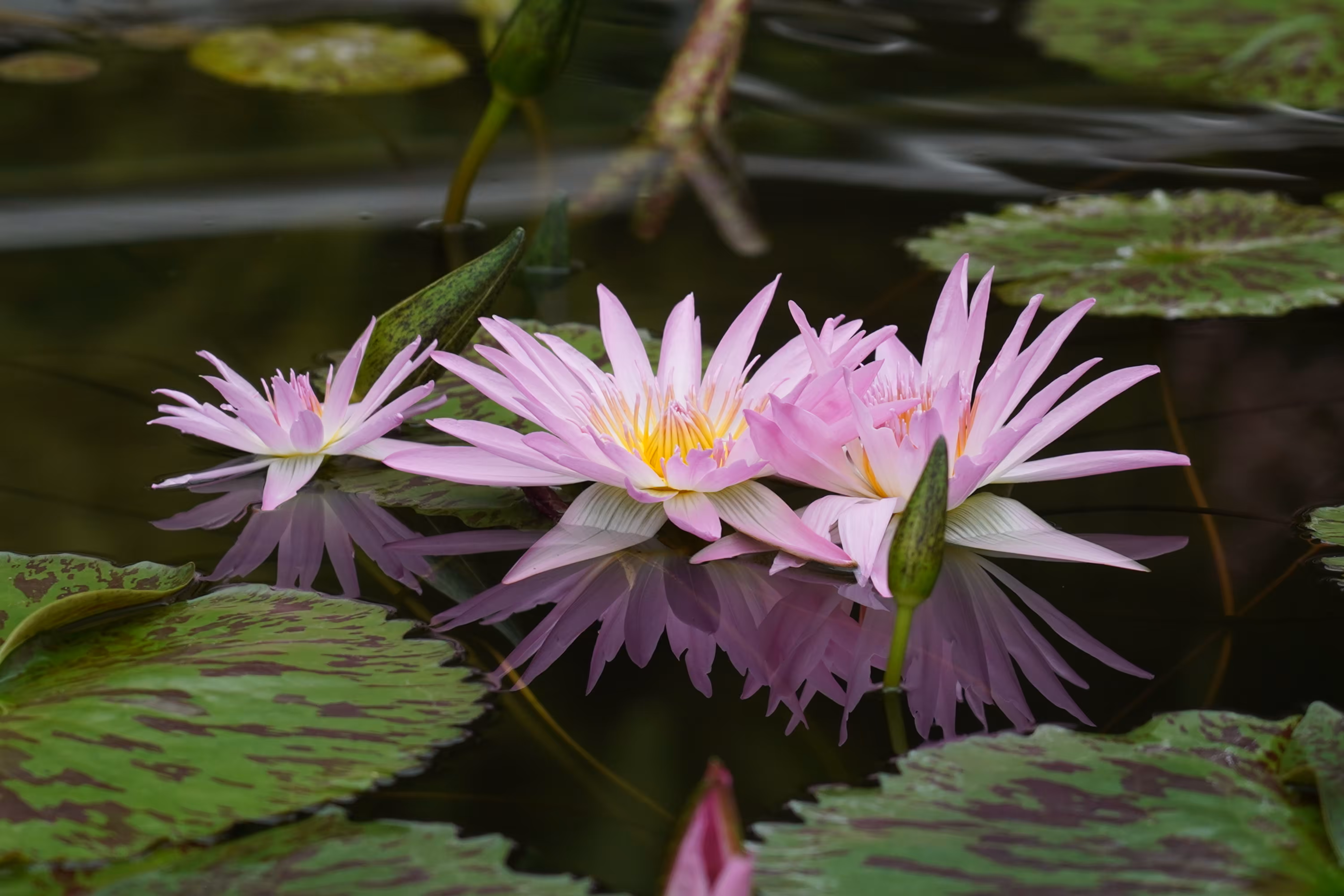 Three pink water lilies