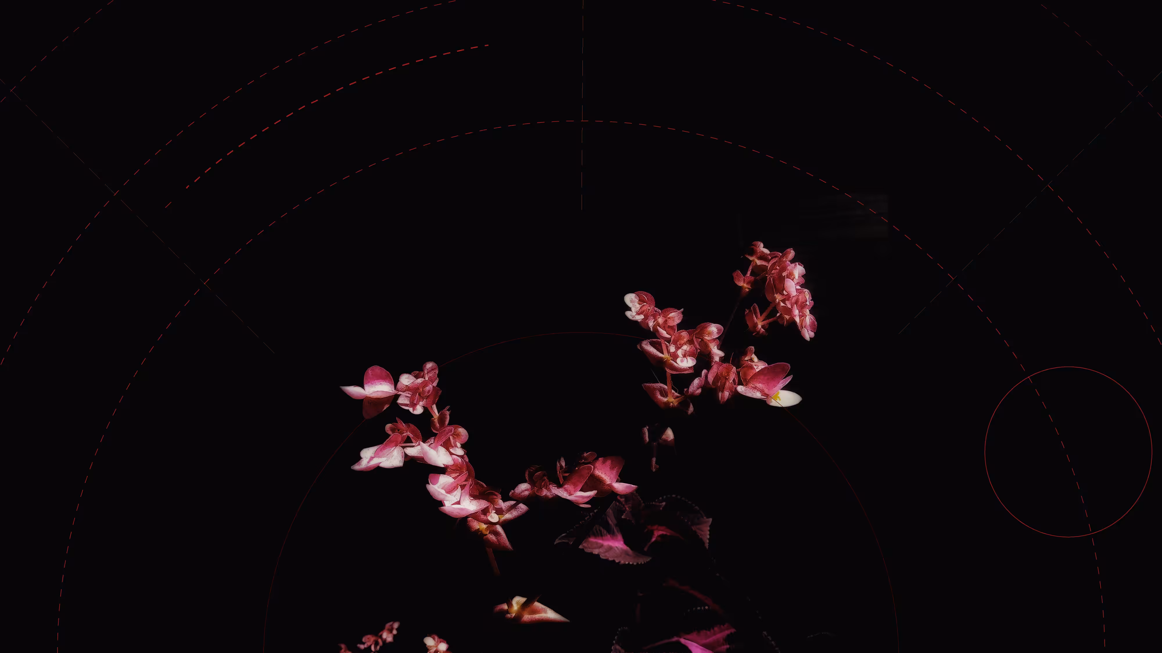 Flor