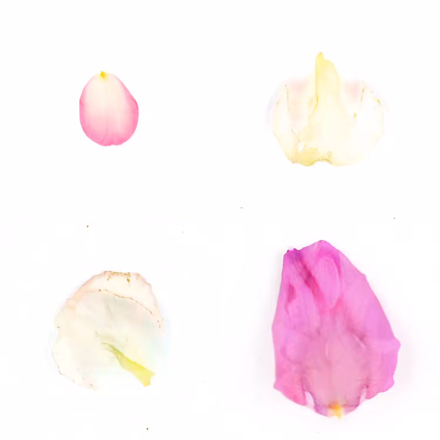 Infinite Petals 2x2#3160