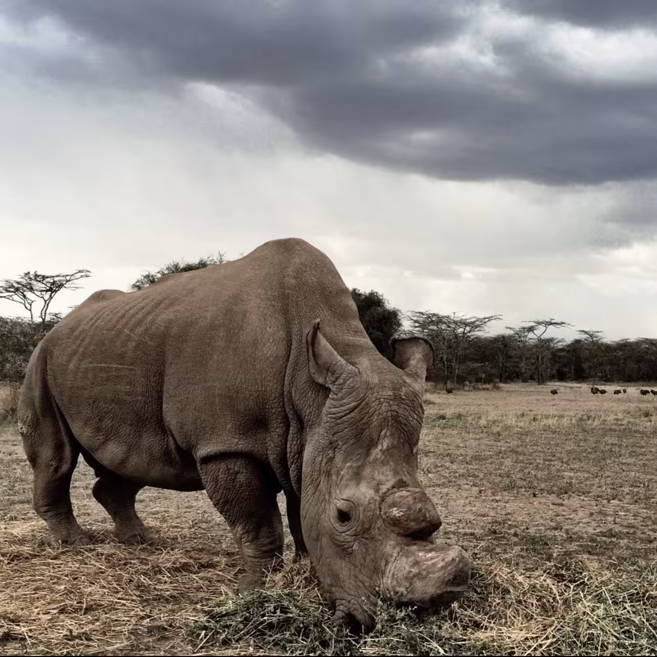 Sudan: The Last Of His Kind