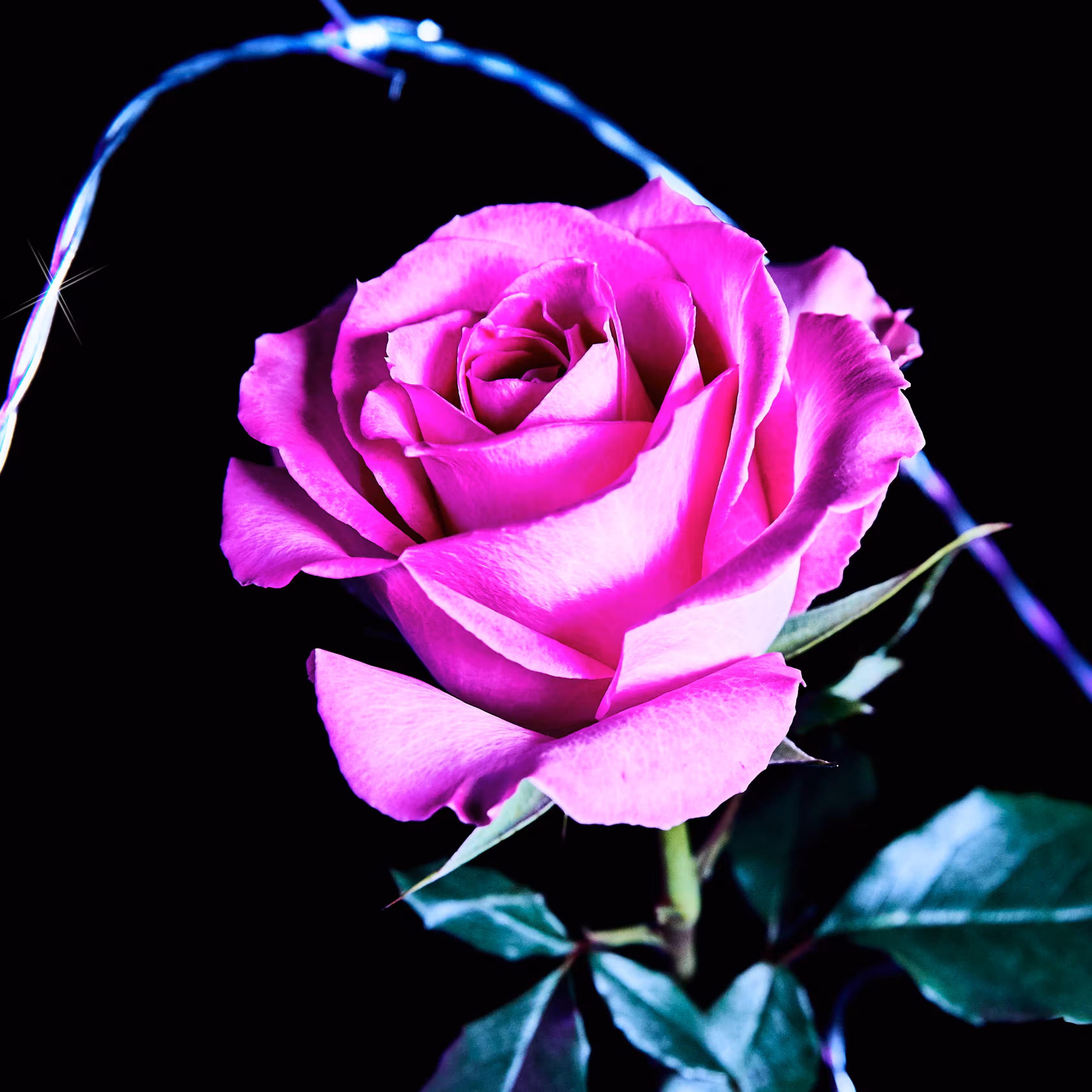 Flower #26