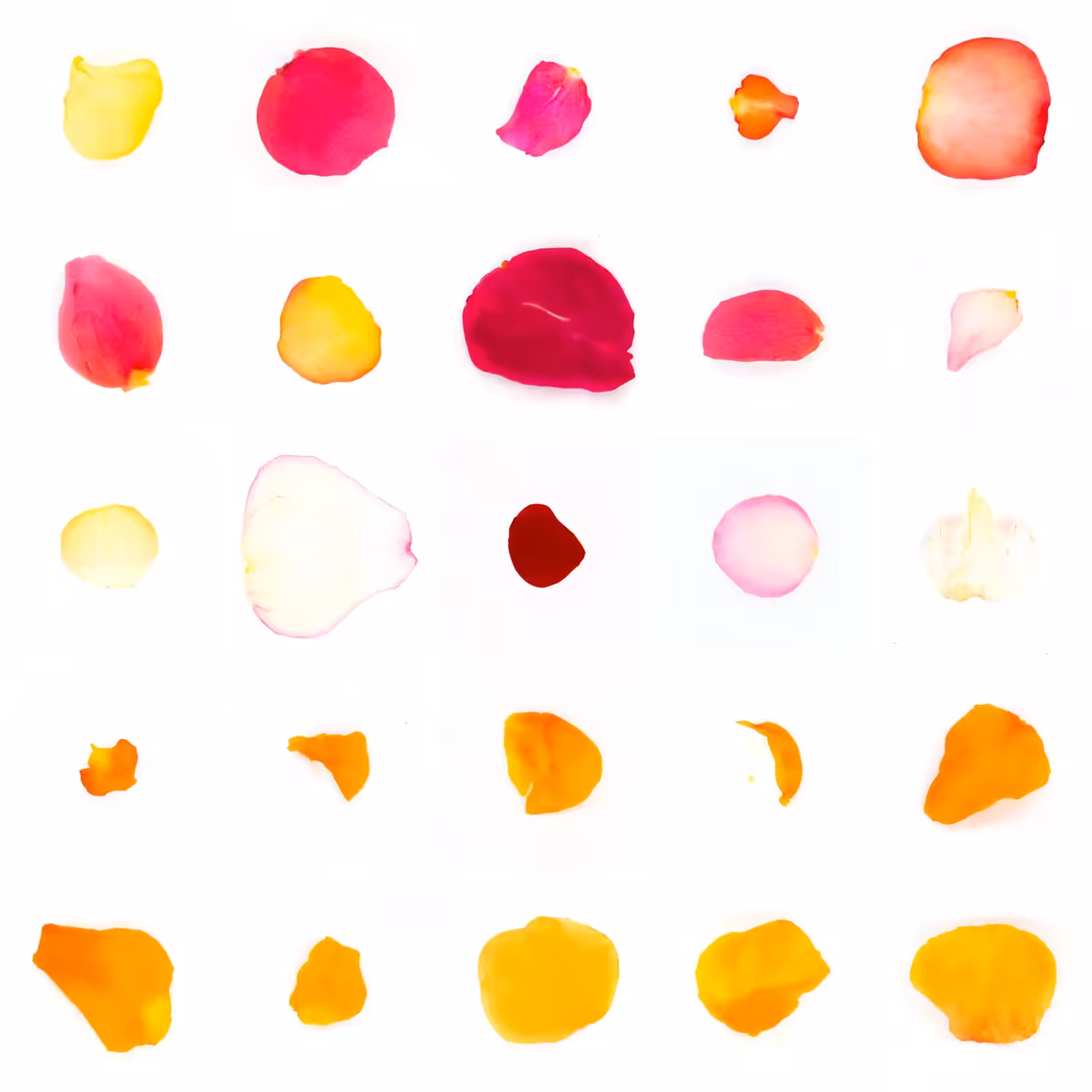 Infinite Petals 5x5#20757