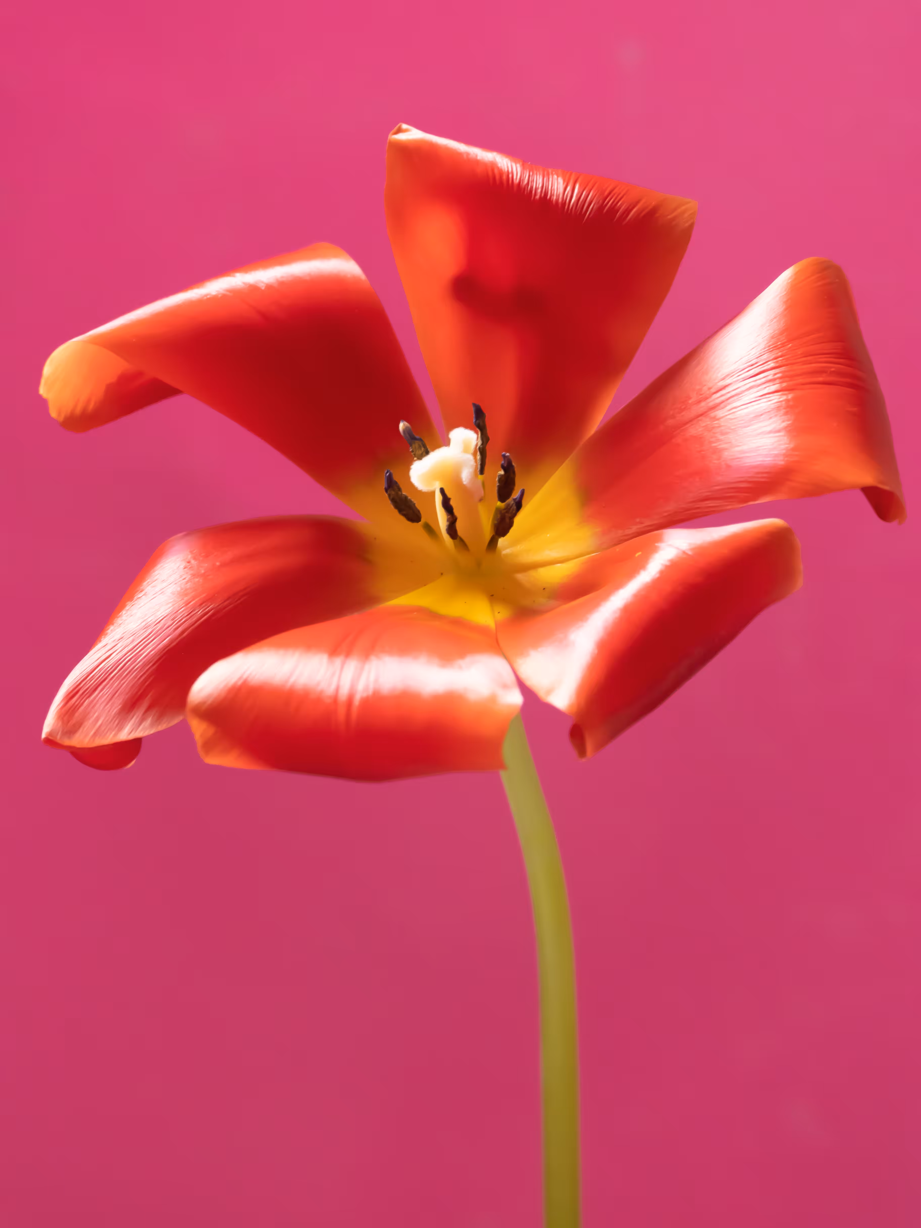 Tulip 1637 [2]