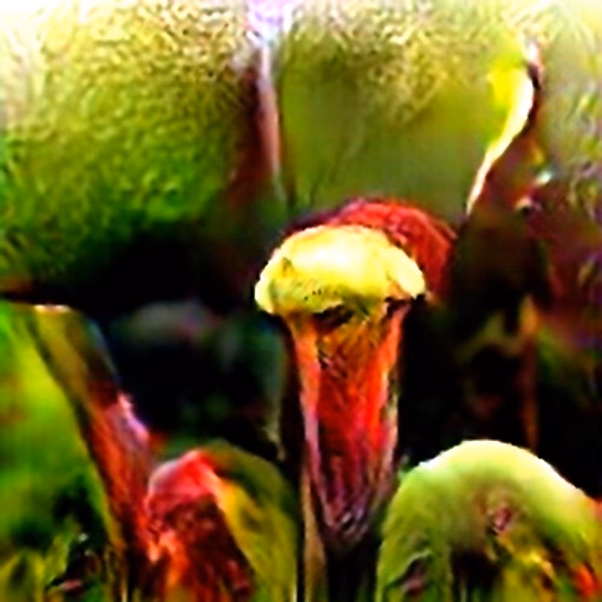 California Cobra Lily #1 (Corpus: American Predators)