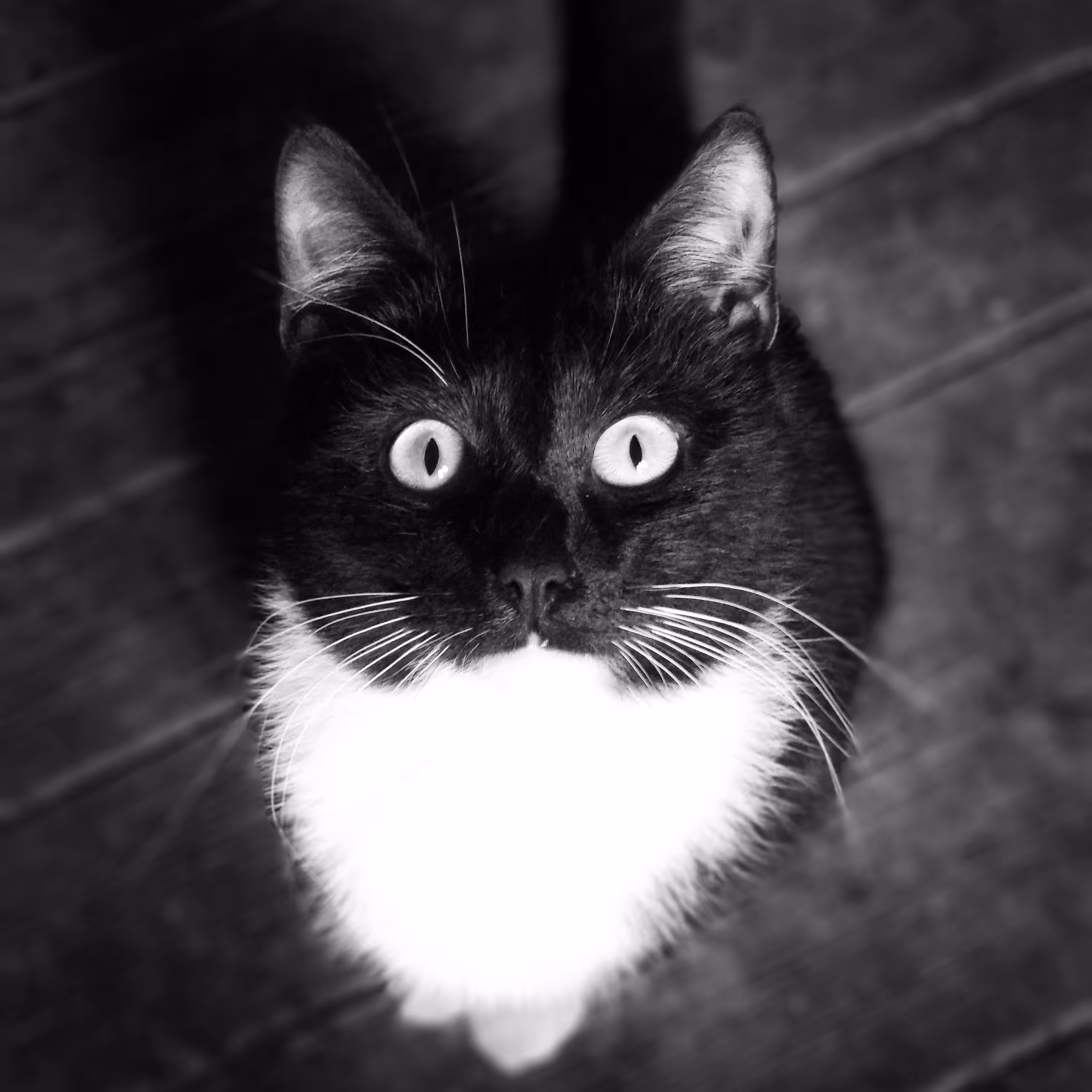 hypnocat
