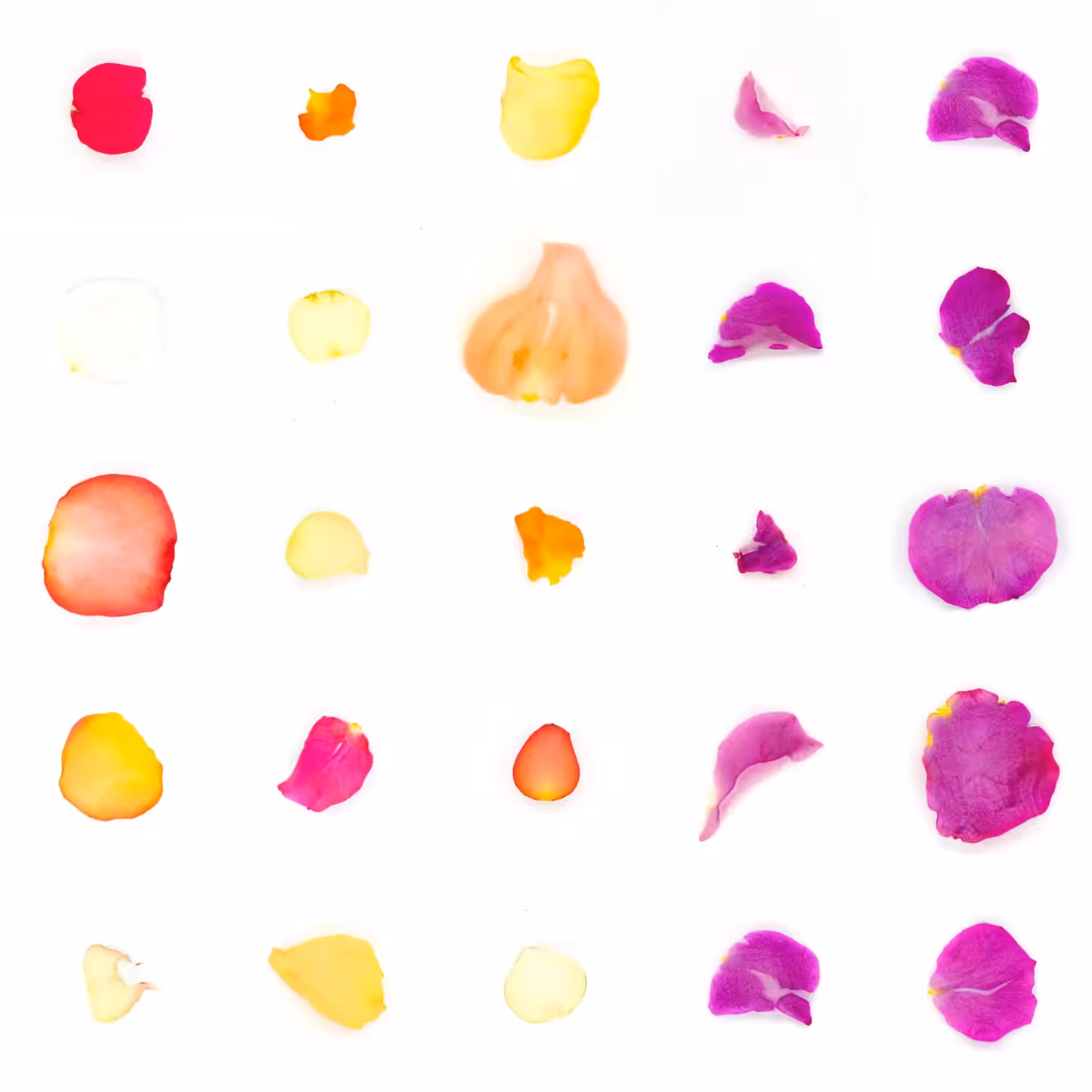 Infinite Petals 5x5#21454